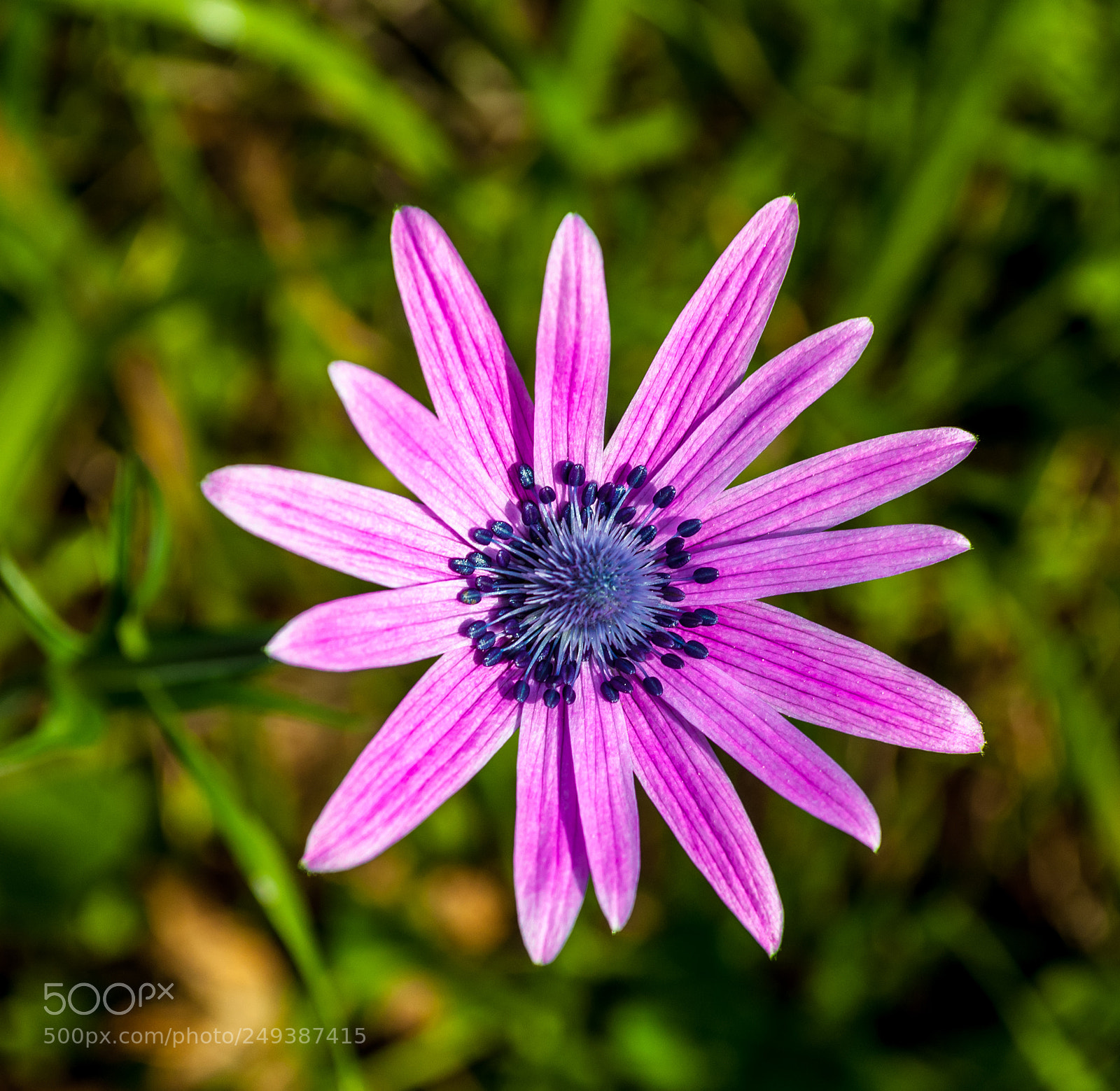 Nikon D90 sample photo. Closeup of small pink photography