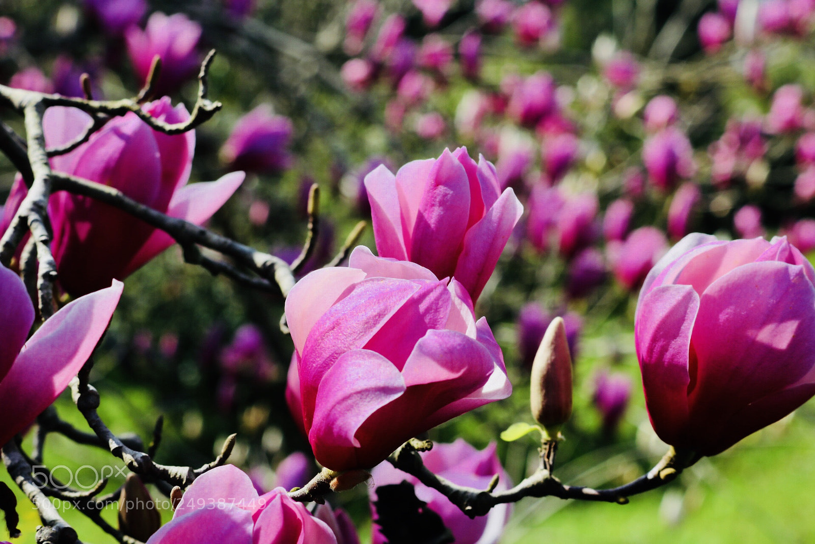 Canon EOS 750D (EOS Rebel T6i / EOS Kiss X8i) sample photo. Springtime2 photography