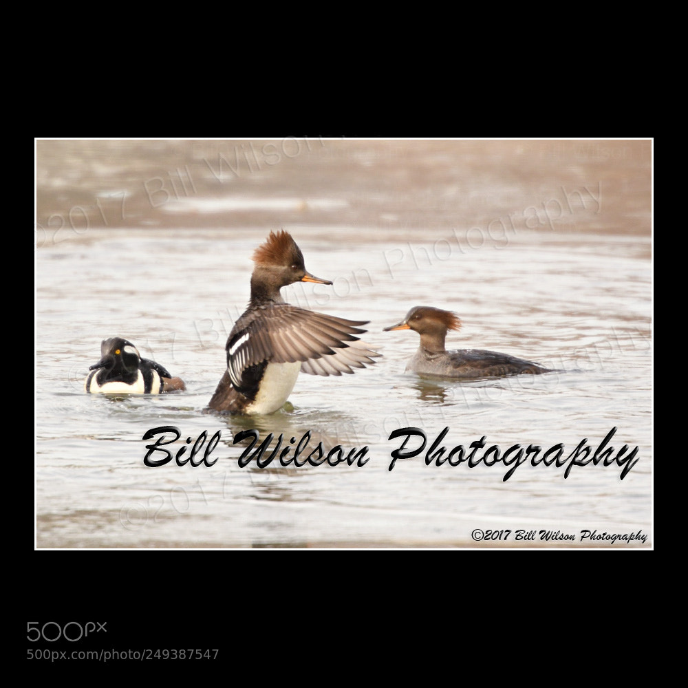 Nikon D500 sample photo. Hooded mergansers photography