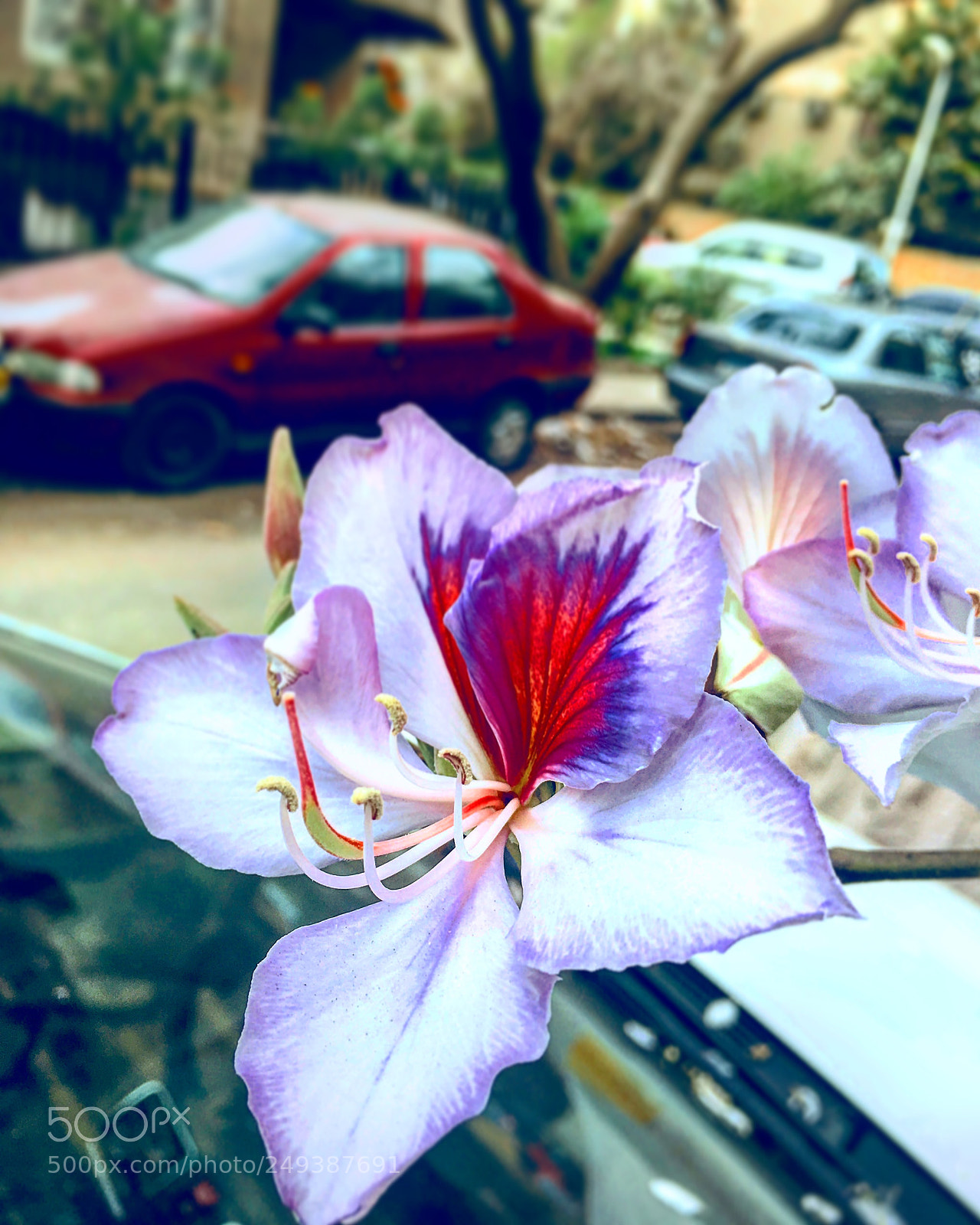 Apple iPhone 6s Plus sample photo. Untitled photography
