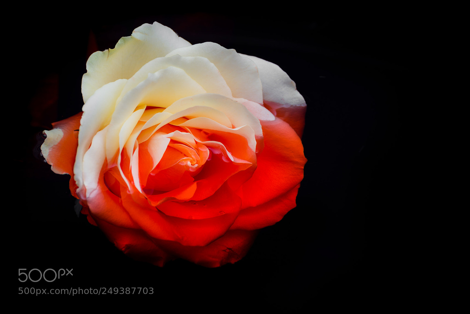 Nikon D610 sample photo. Blood rose photography