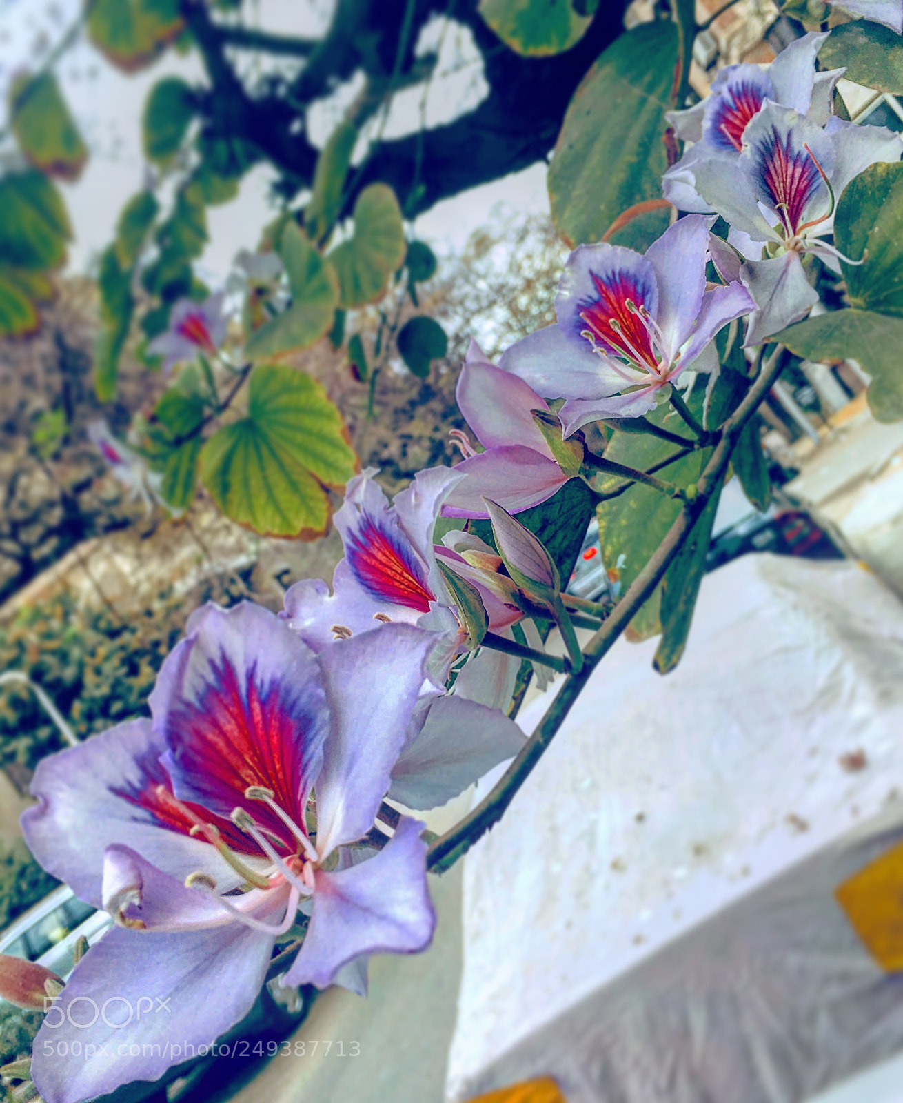 Apple iPhone 6s Plus sample photo. Untitled photography