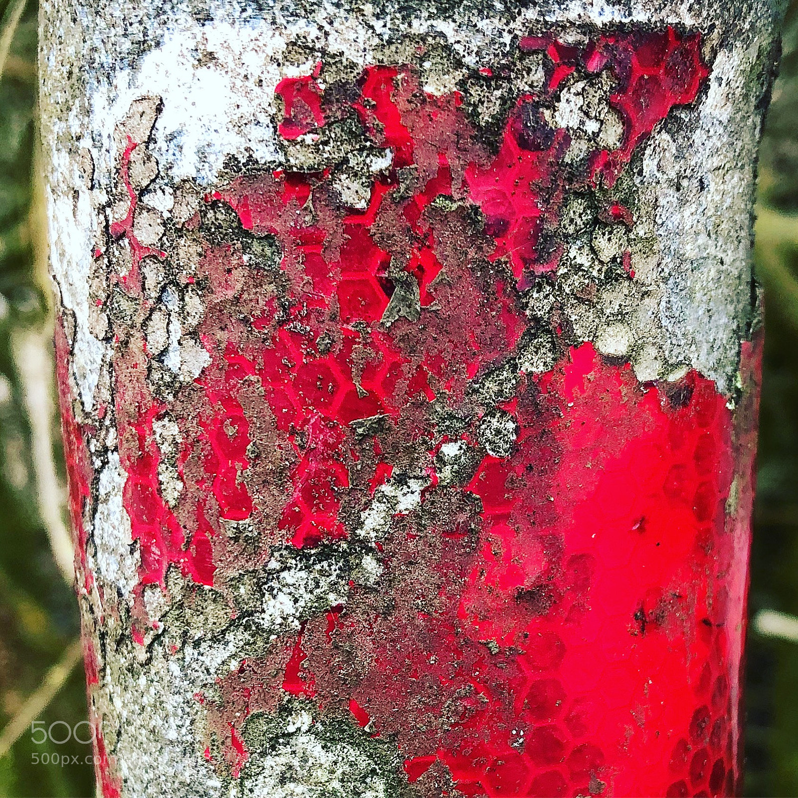 Apple iPhone 8 Plus sample photo. #helleajensen #coloursareamazing #coloursareeveryw ... photography