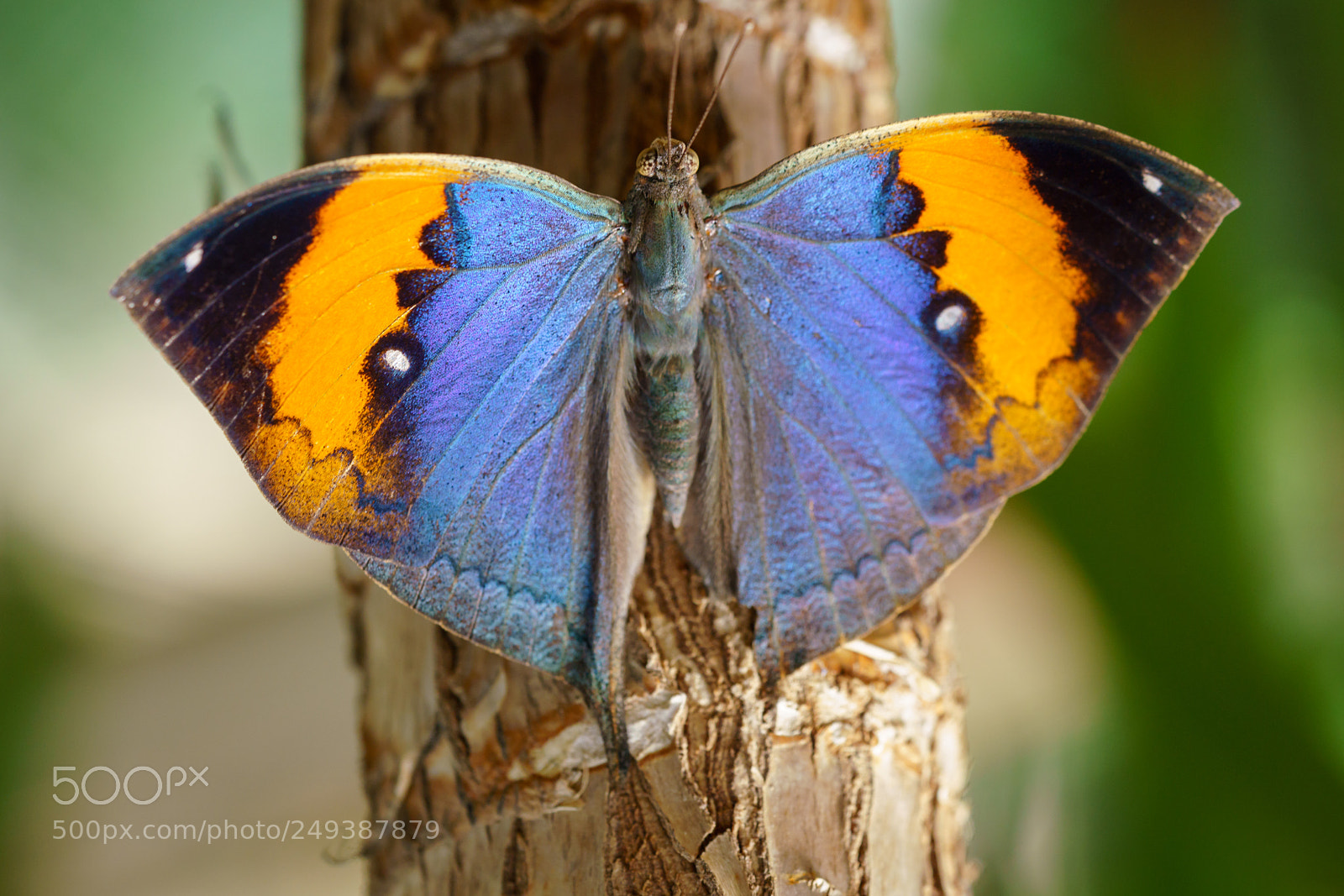 Sony a7R III sample photo. Farbenfroher schmetterling photography