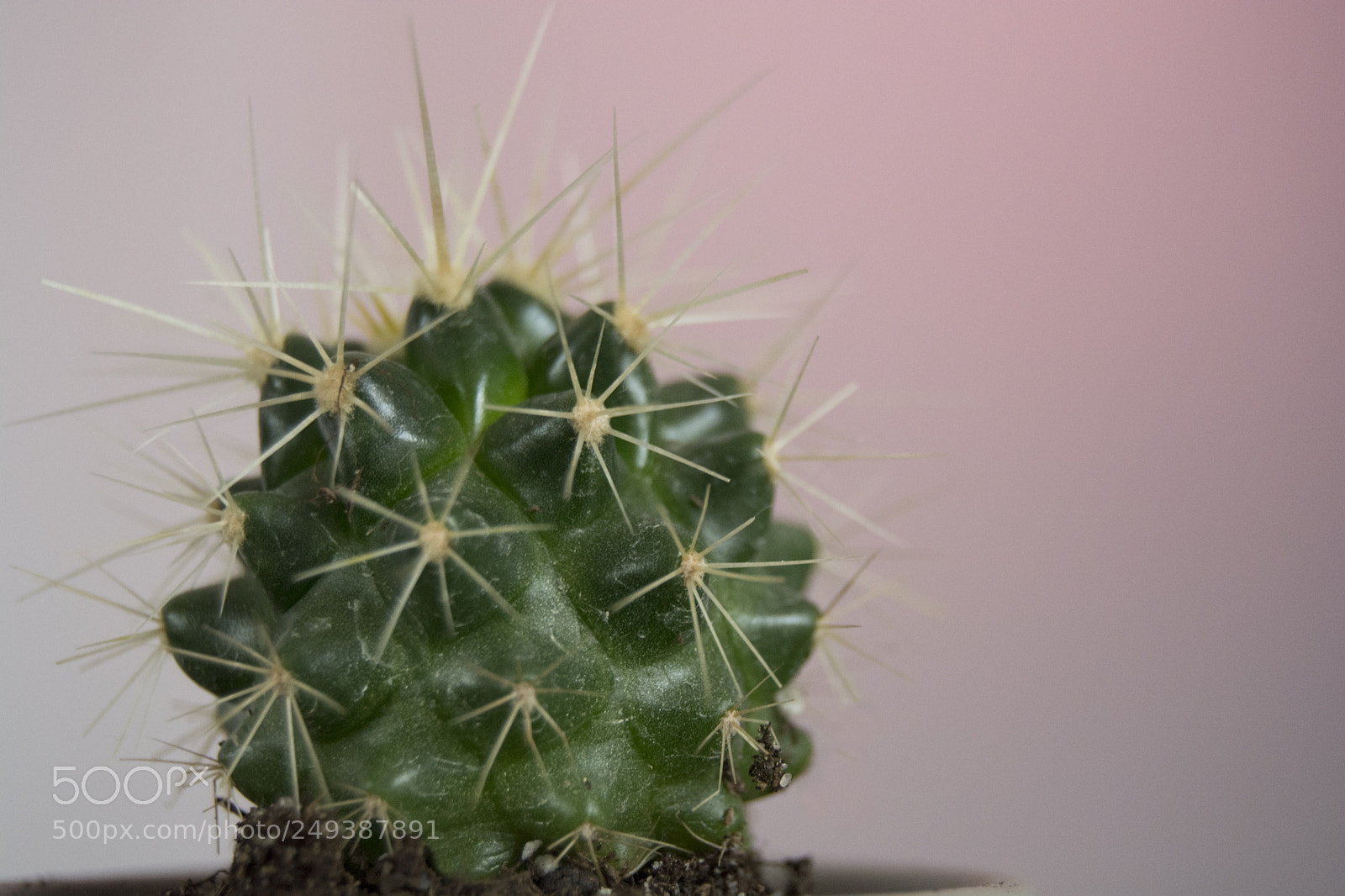 Nikon D5200 sample photo. New life photography