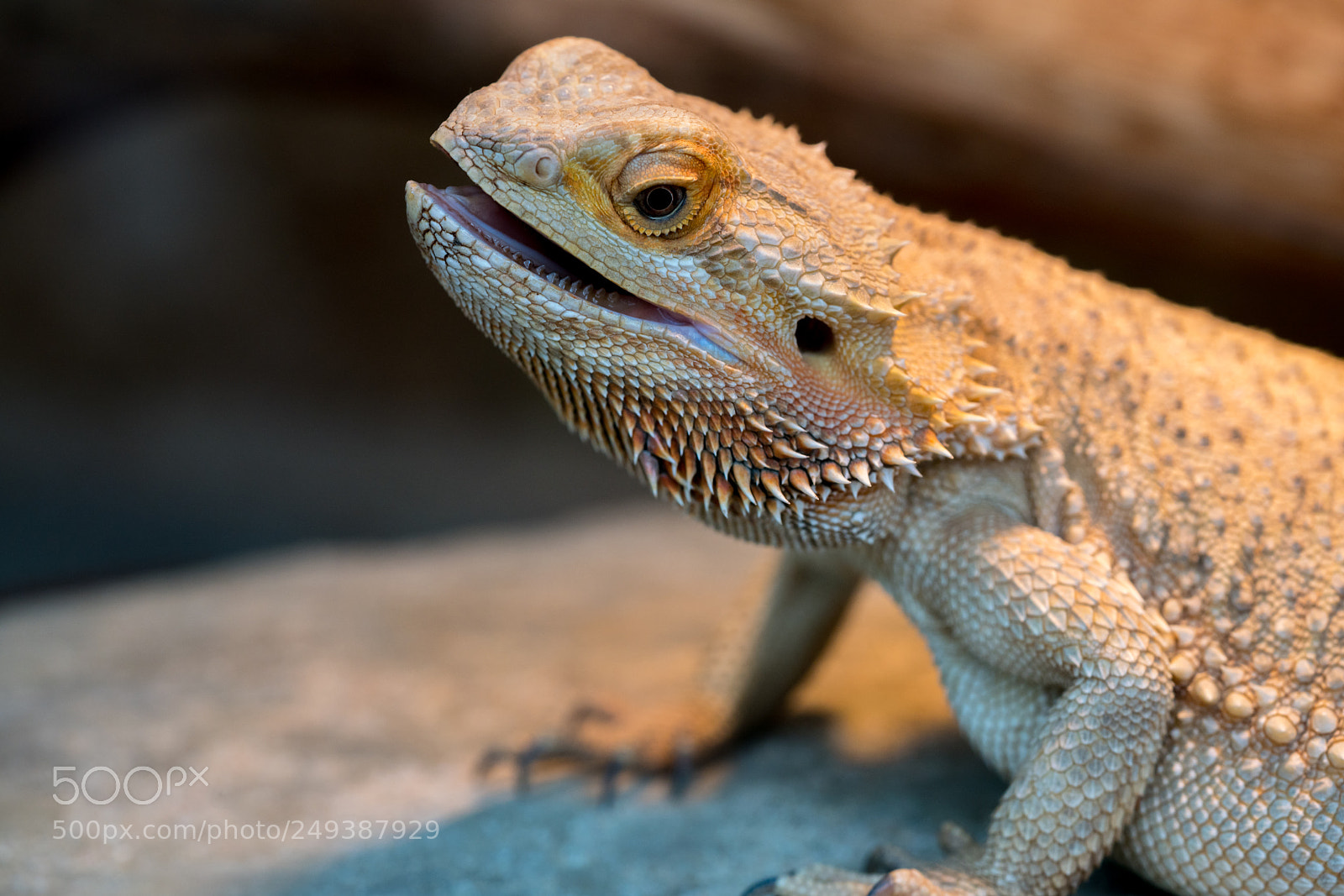 Sony a7R III sample photo. Untitled photography