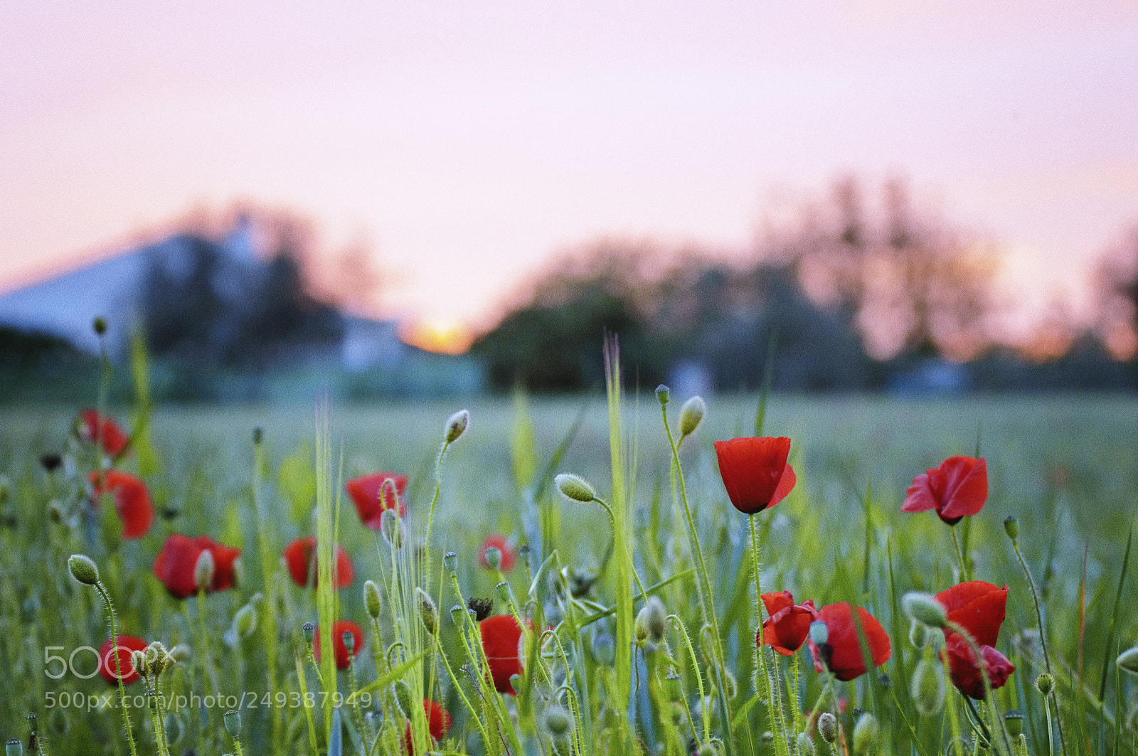 Nikon D3200 sample photo. Amapolas o photography