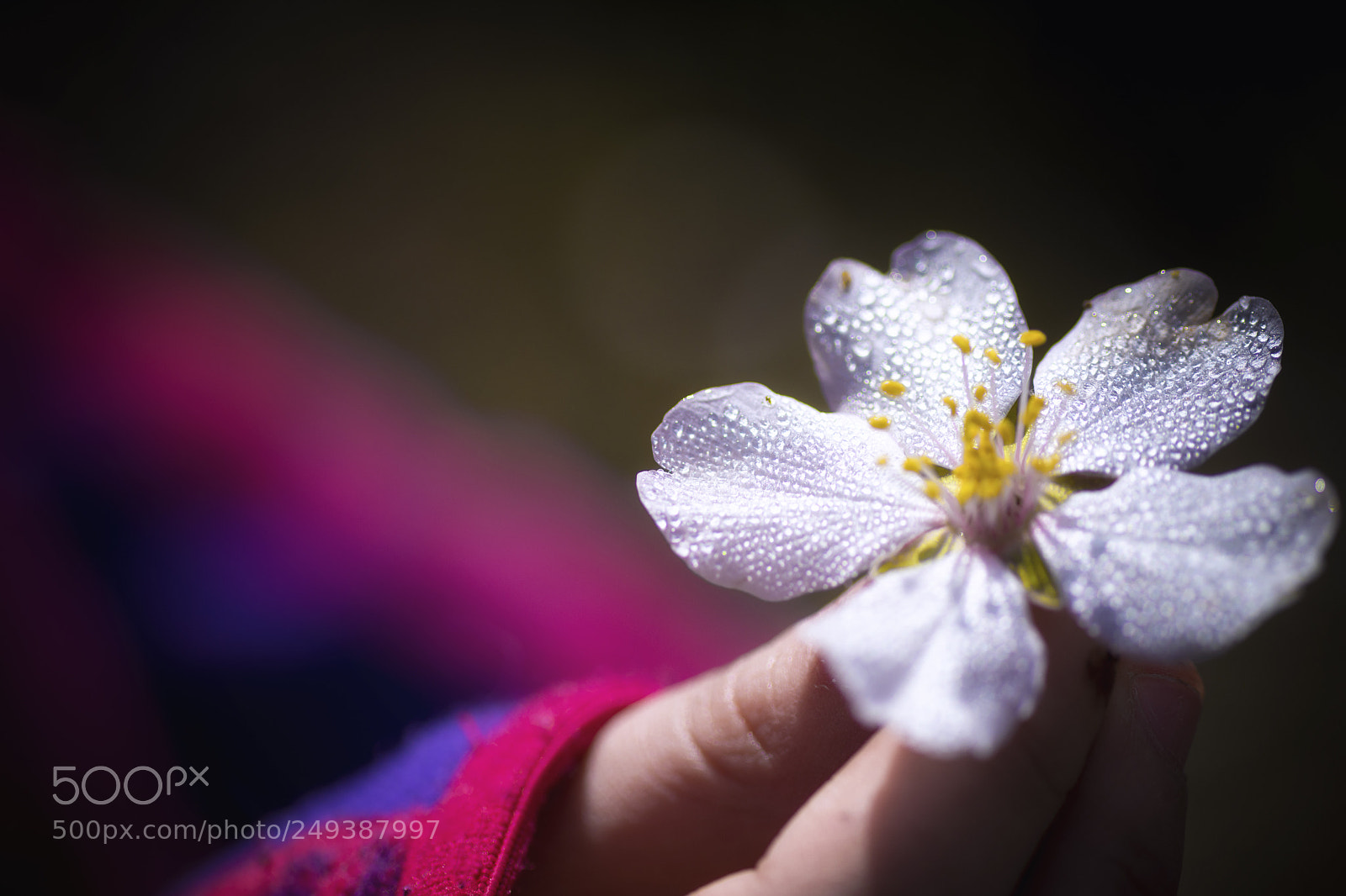 Nikon D7200 sample photo. Bonita primavera o photography