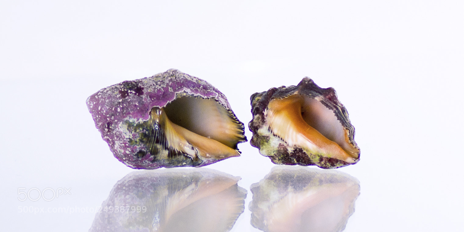 Nikon D7200 sample photo. Caracolas o photography