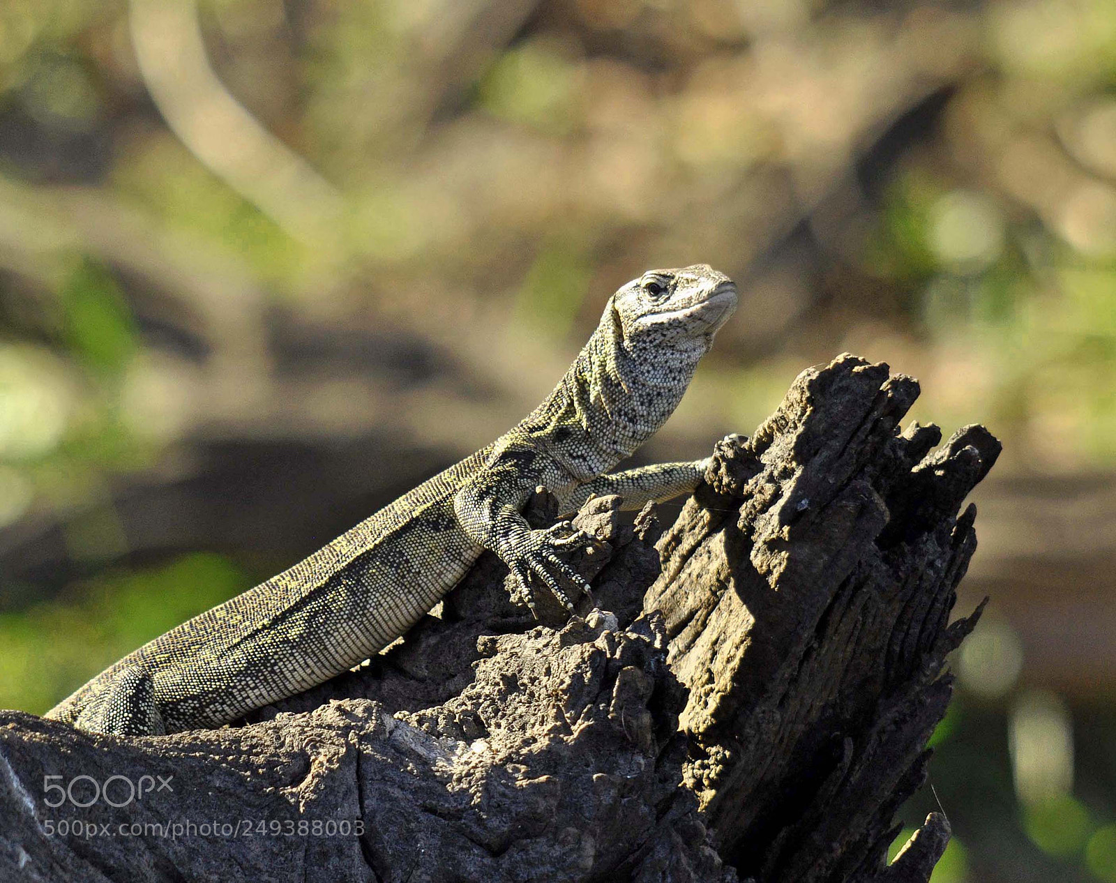Nikon D90 sample photo. Water monitor lizard photography