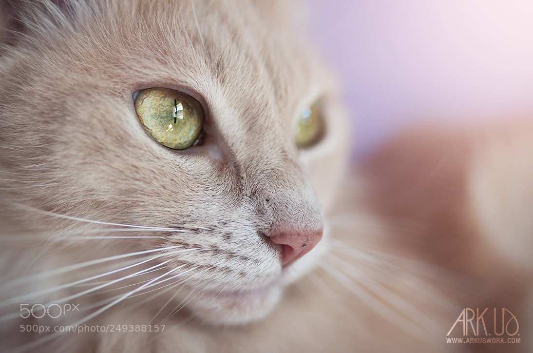 Pentax K-5 II sample photo. Creme photography