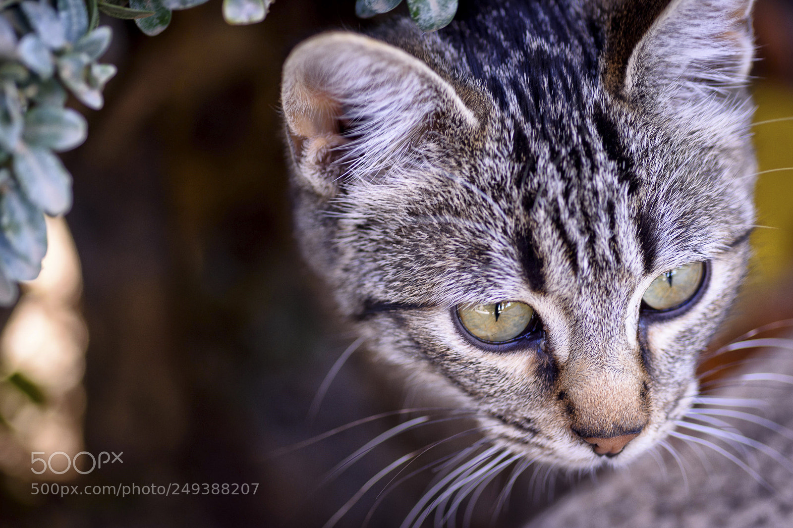 Nikon D7200 sample photo. El gato del carlos photography