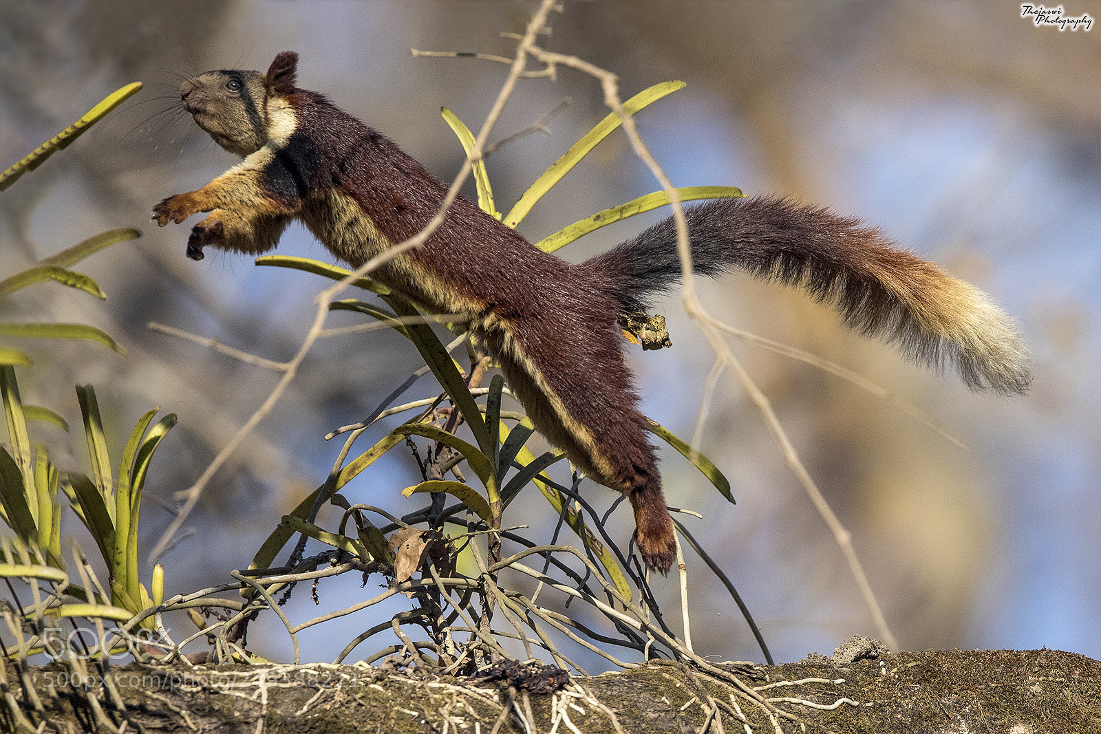 Canon EOS 5D Mark IV sample photo. Malabar giant squirrel photography