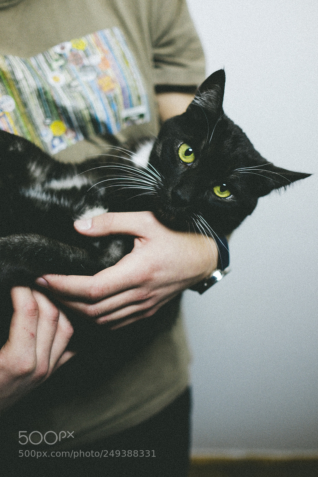 Fujifilm X-T1 sample photo. Jeffrie the cat photography