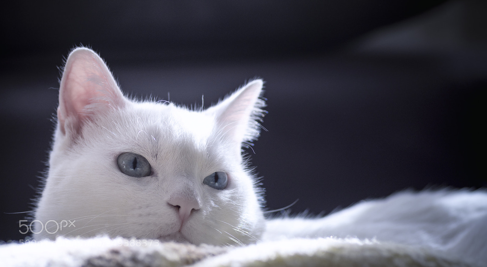 Nikon D7200 sample photo. Estrellita o photography