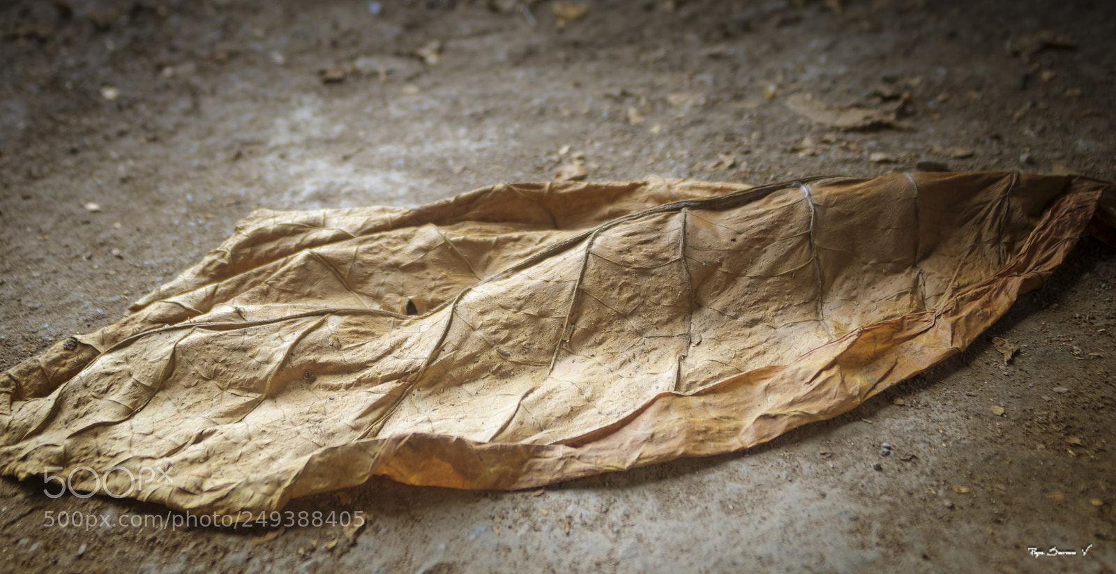 Nikon D7200 sample photo. Hoja de tabaco o photography