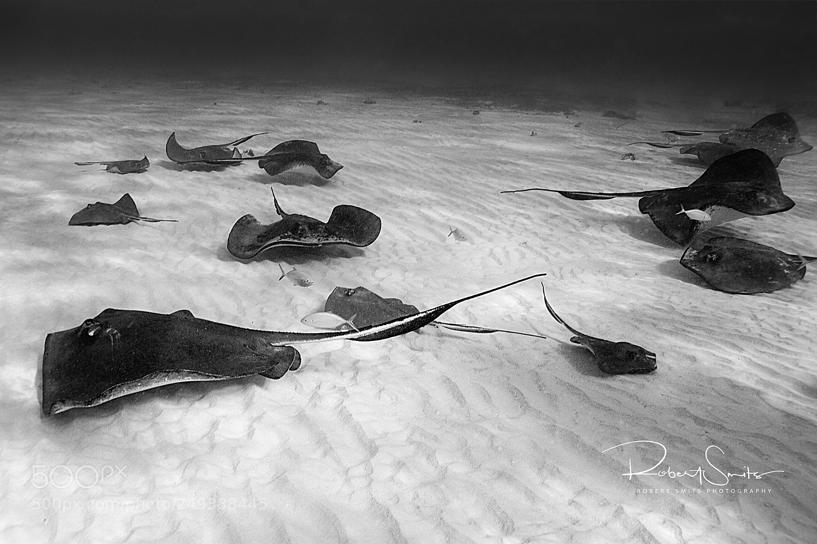 Canon EOS 7D sample photo. Stingrays playing on the photography