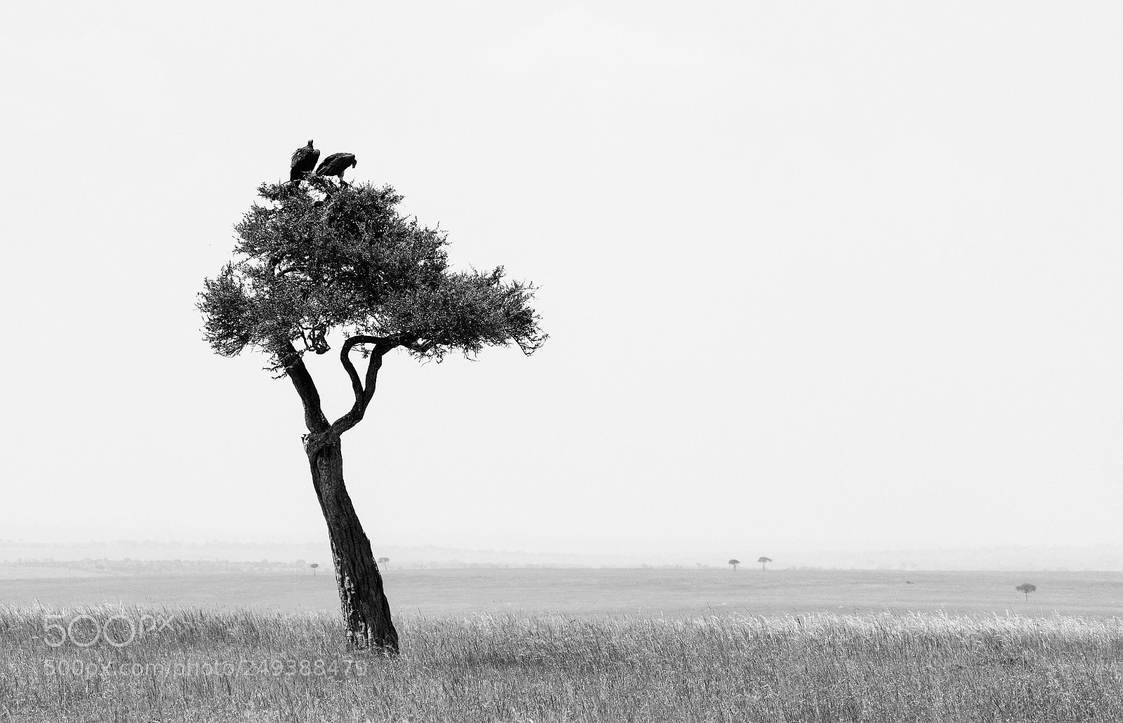Nikon D500 sample photo. African landscape photography