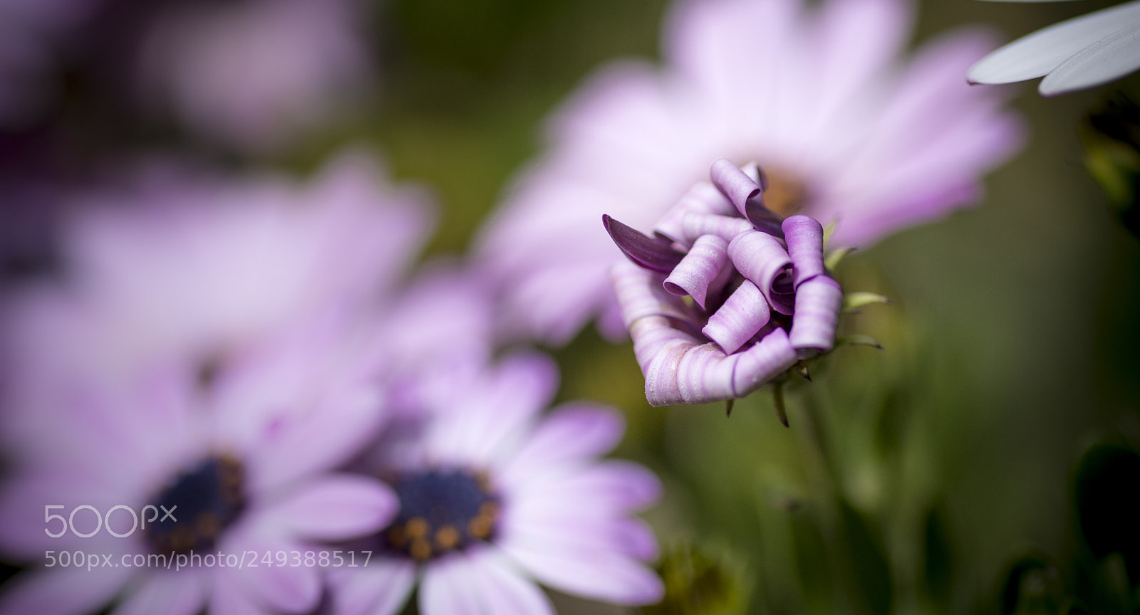 Nikon D7200 sample photo. La belleza tambin est photography
