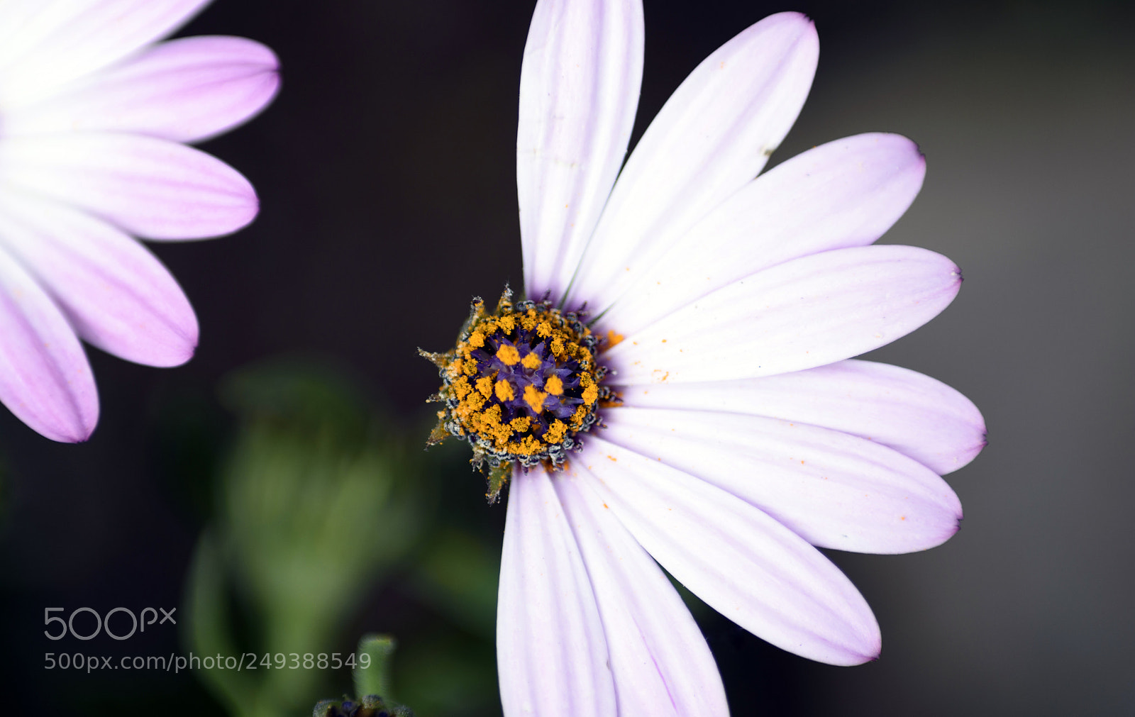 Nikon D7200 sample photo. Me quiere no me photography