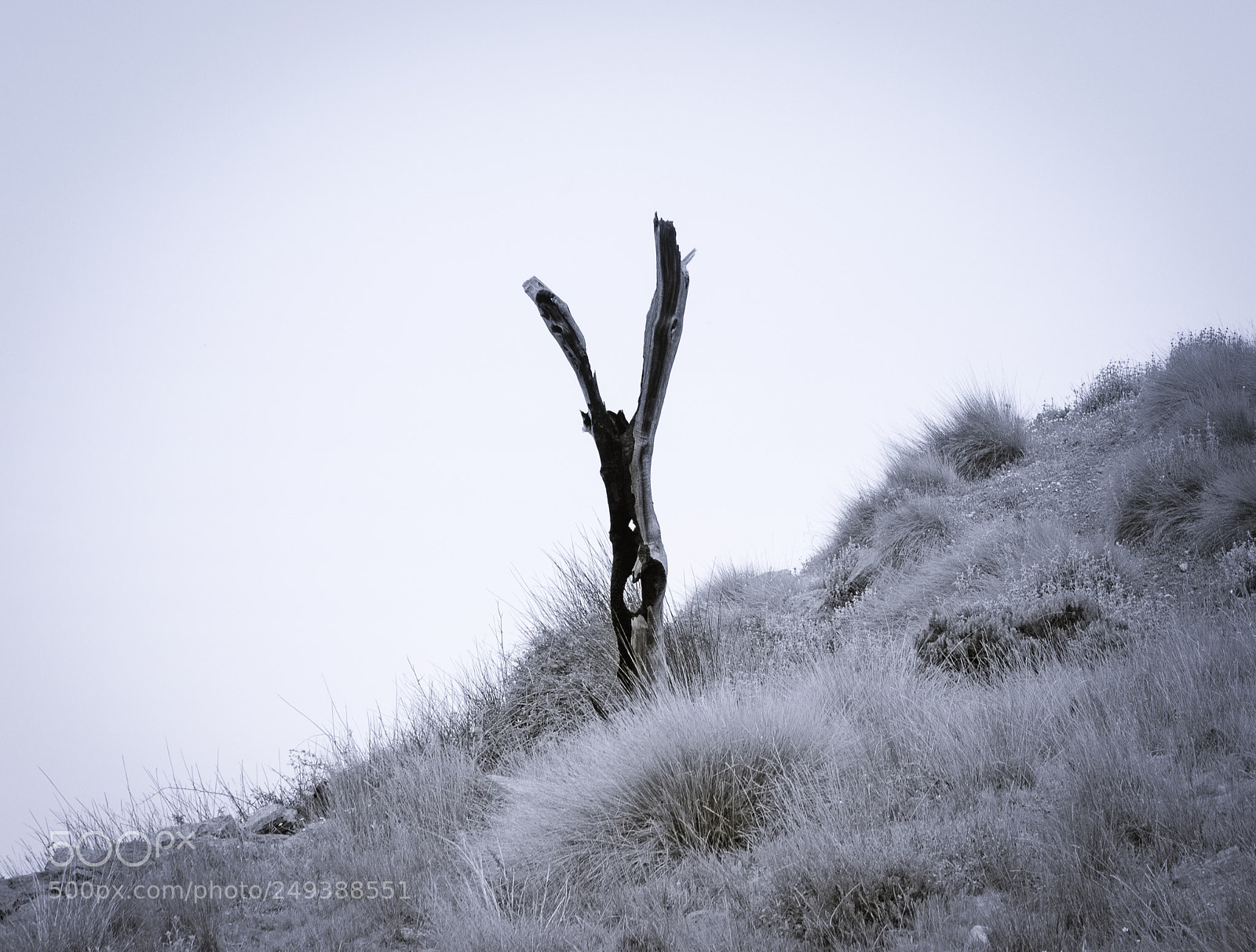 Nikon D3200 sample photo. Pidiendo auxilio o photography