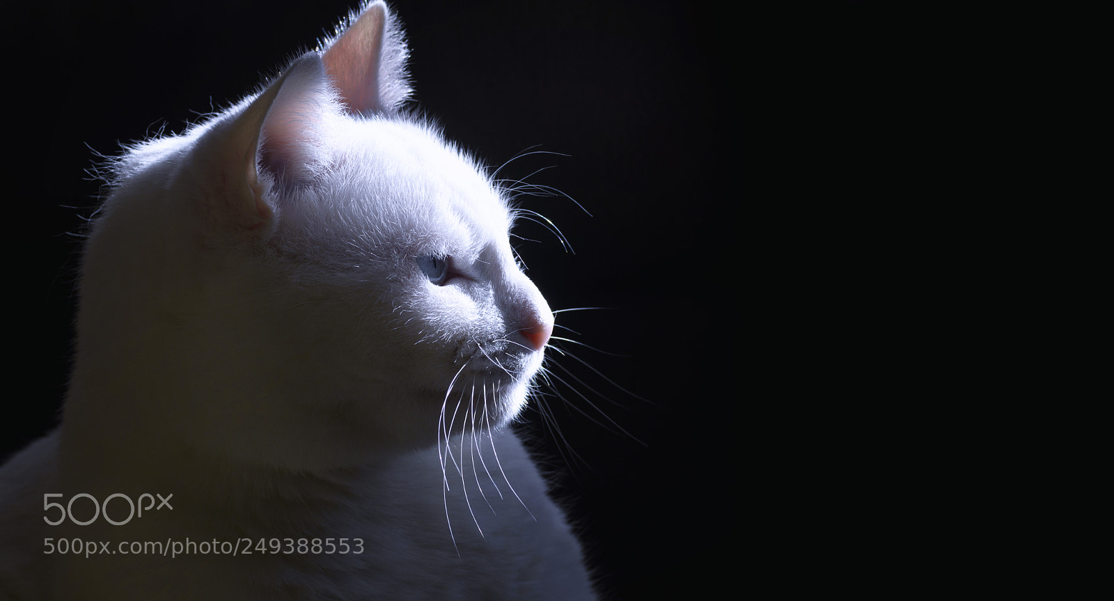 Nikon D7200 sample photo. Posado estrellita en clave photography