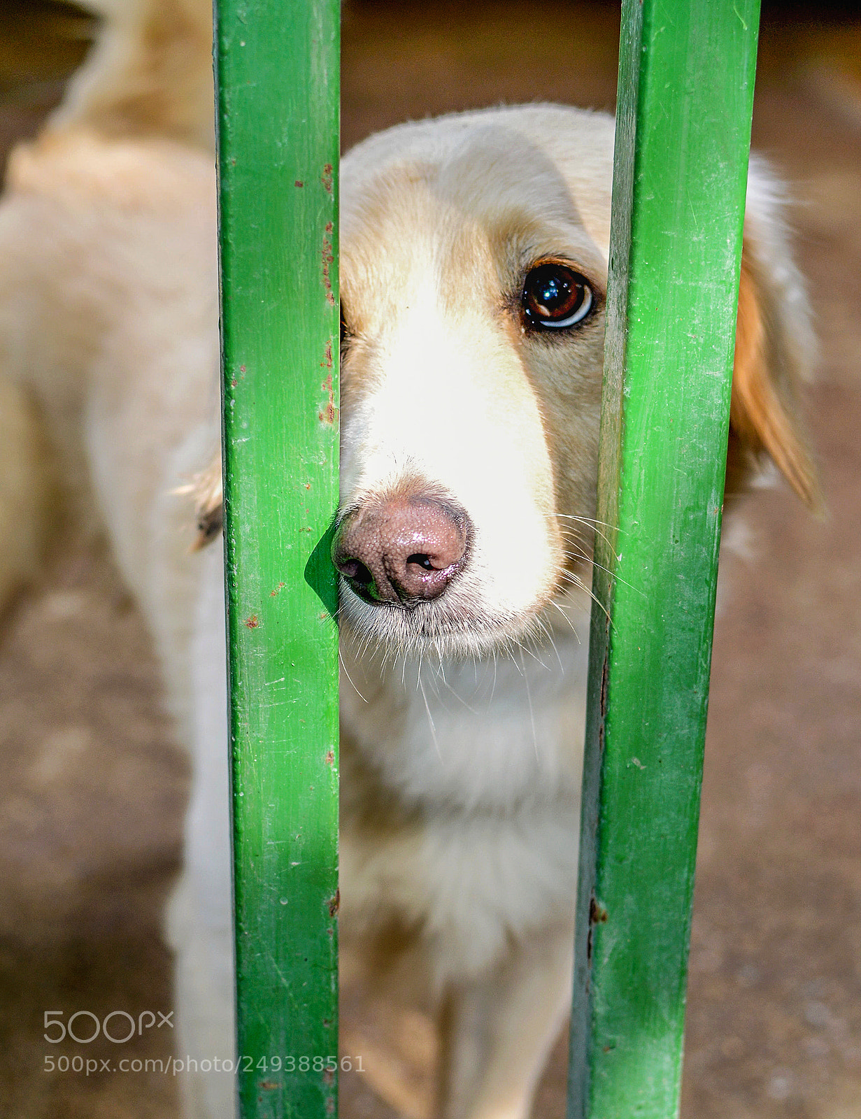 Nikon D3200 sample photo. Sad dog in a photography