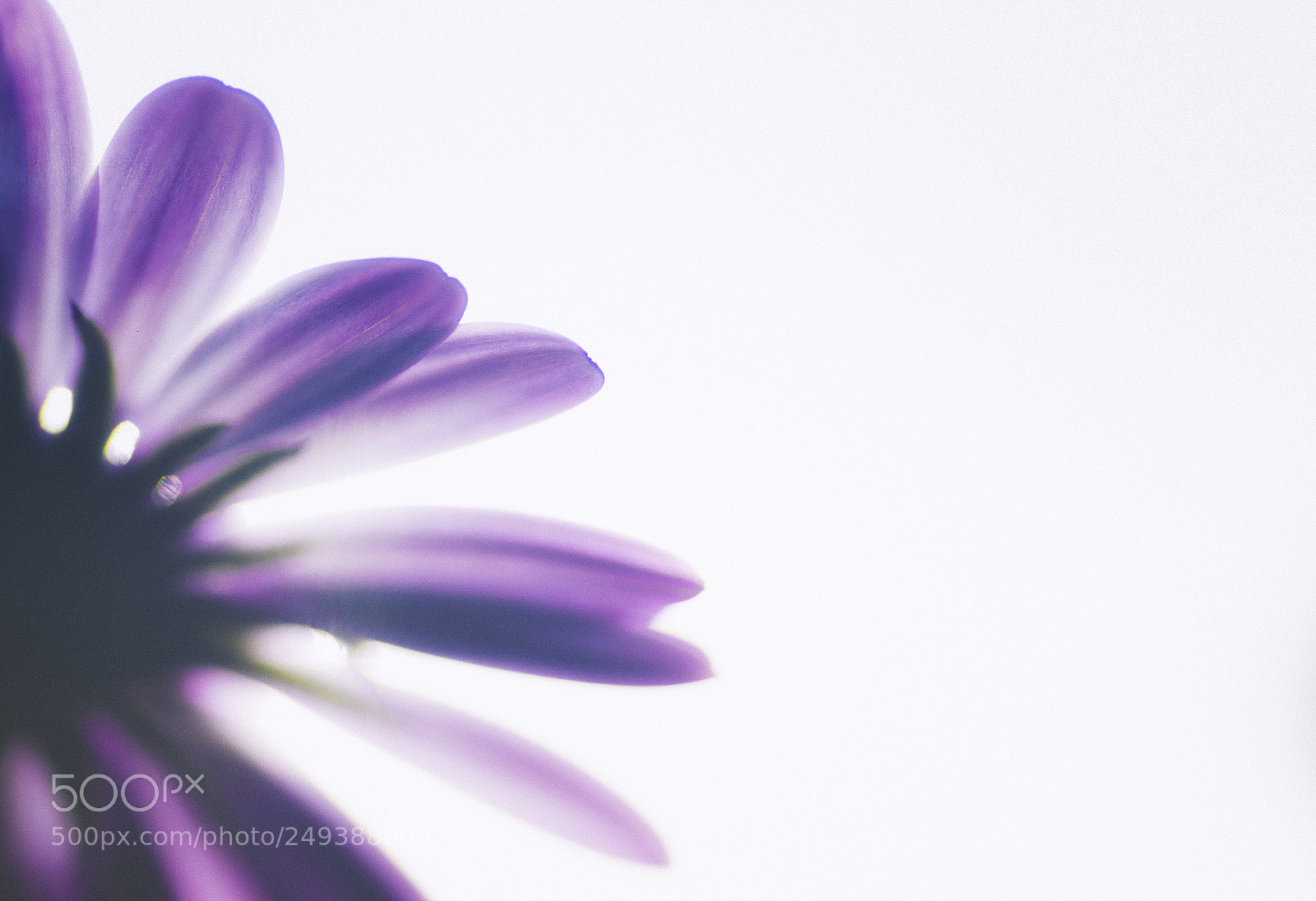 Nikon D7200 sample photo. Primavera acuarela o photography