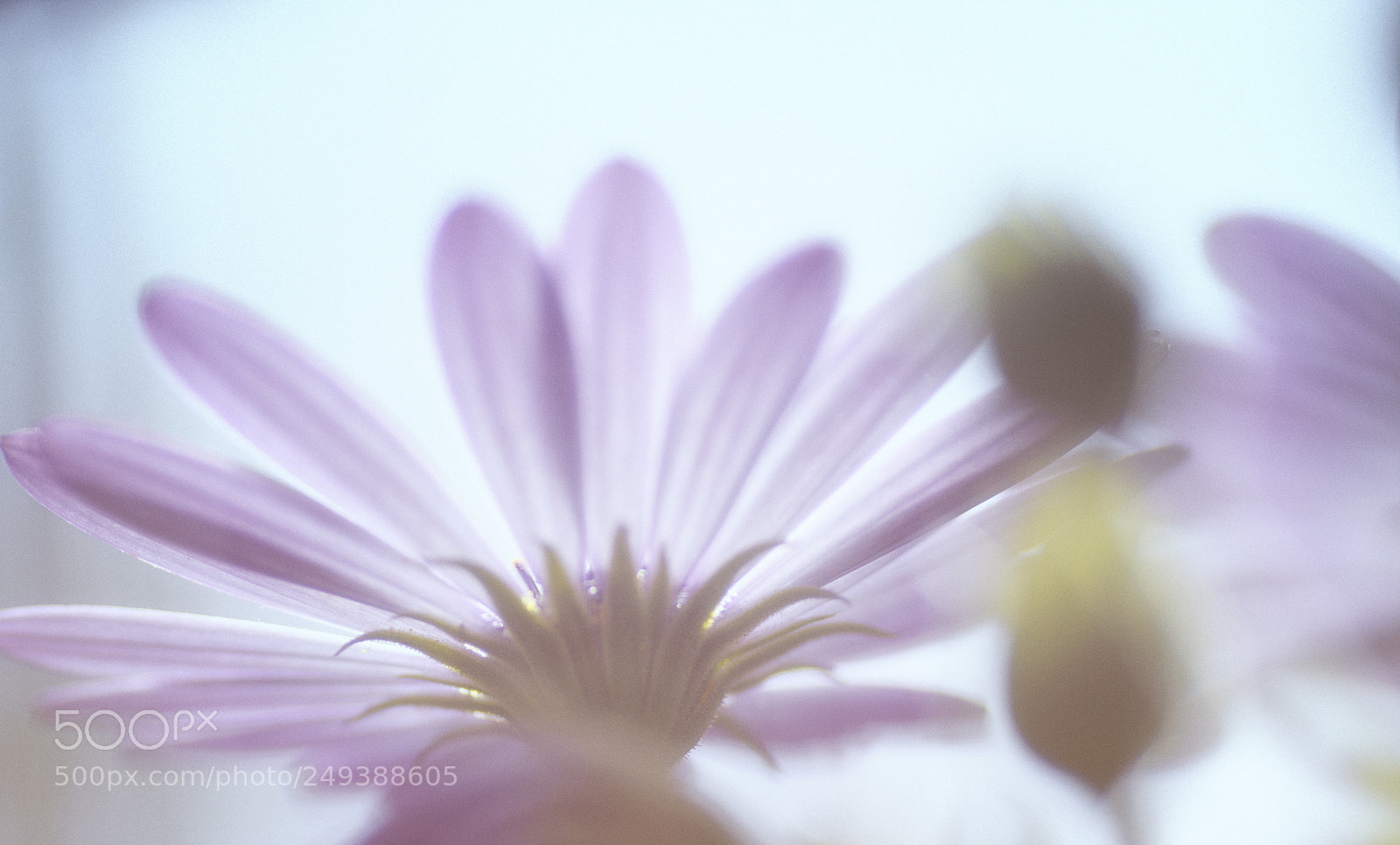 Nikon D7200 sample photo. Primavera primavera o photography