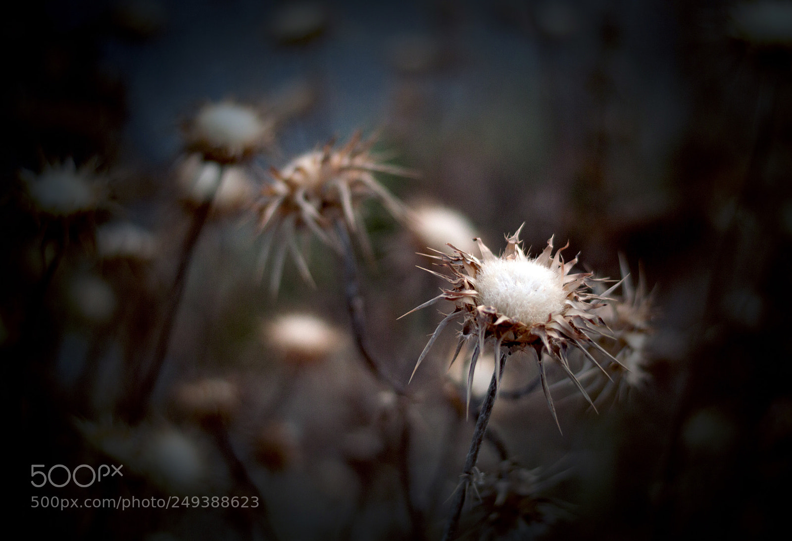 Nikon D3200 sample photo. Si sabemos pasar por photography