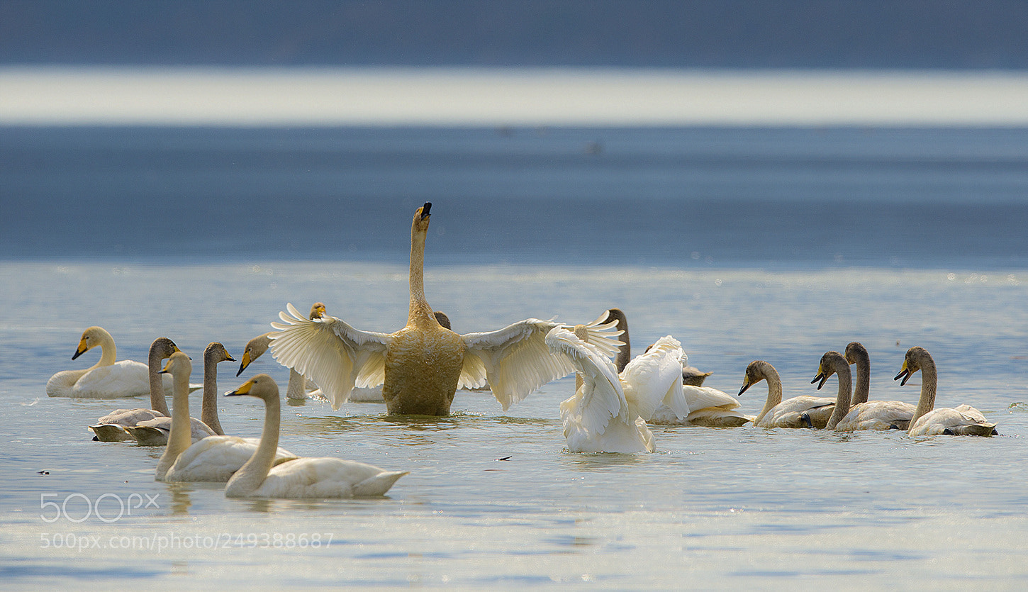 Nikon D4 sample photo. 큰고니 photography