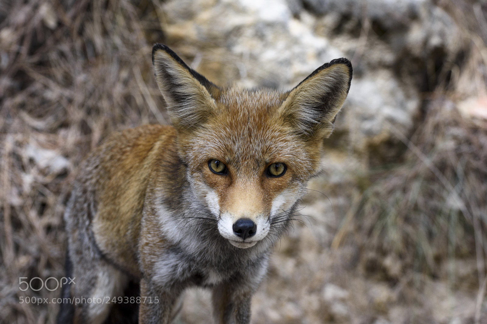 Nikon D7200 sample photo. The fox o photography
