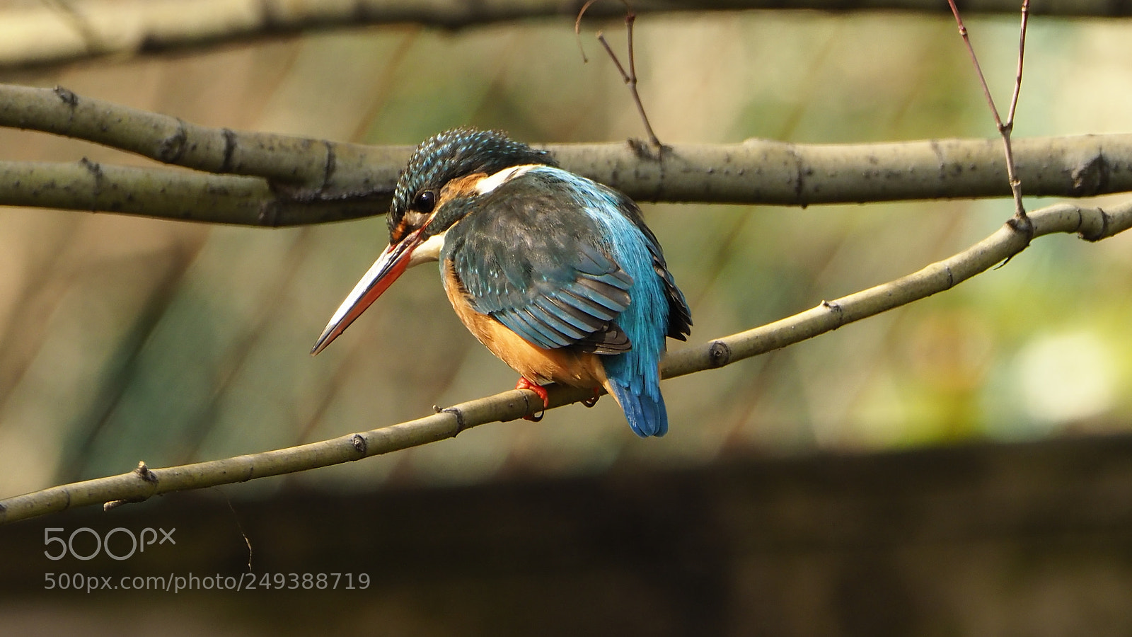 Olympus OM-D E-M1 Mark II sample photo. Common kingfisher photography