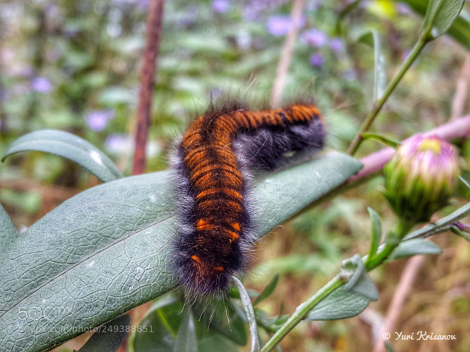 Samsung Galaxy Alpha sample photo. The caterpillar lat. macrothylacia photography