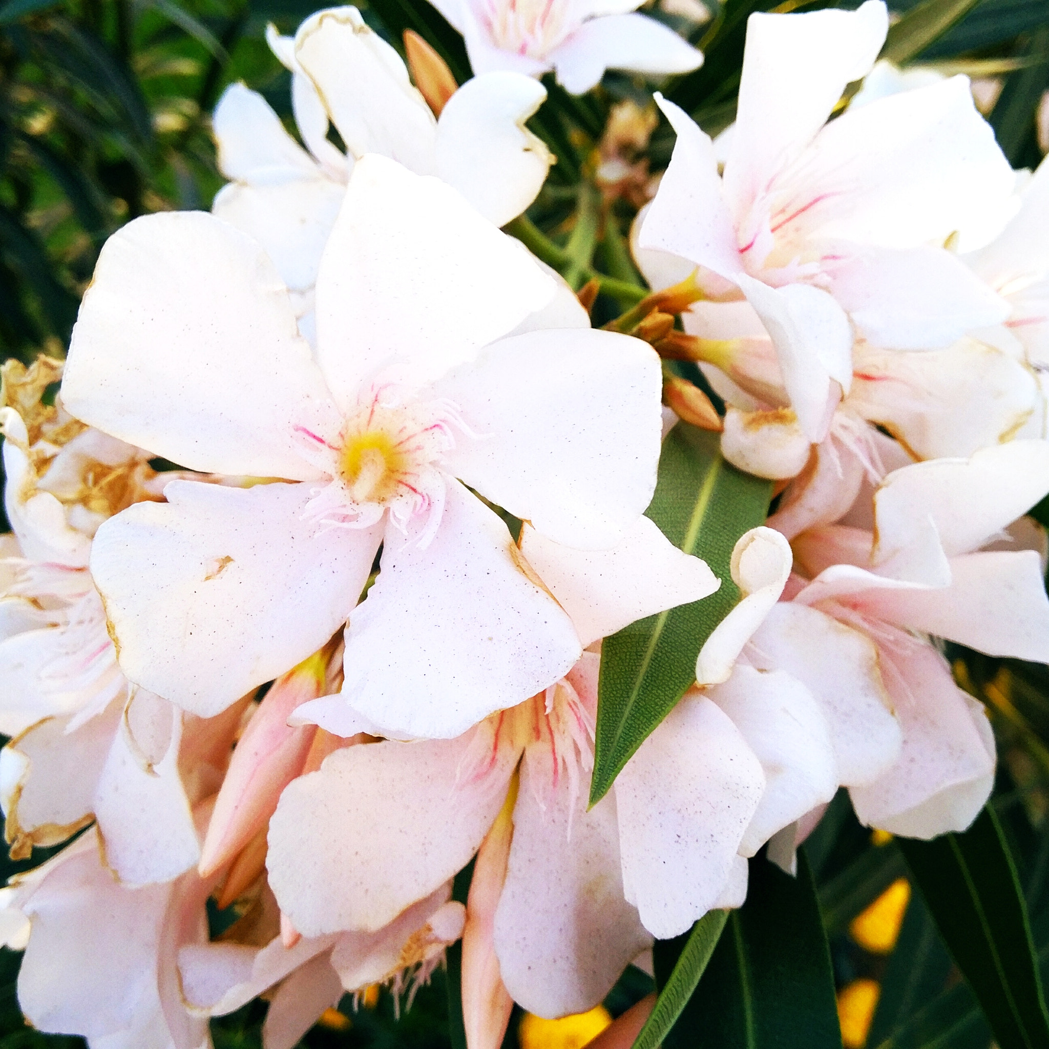 Xiaomi MIX sample photo