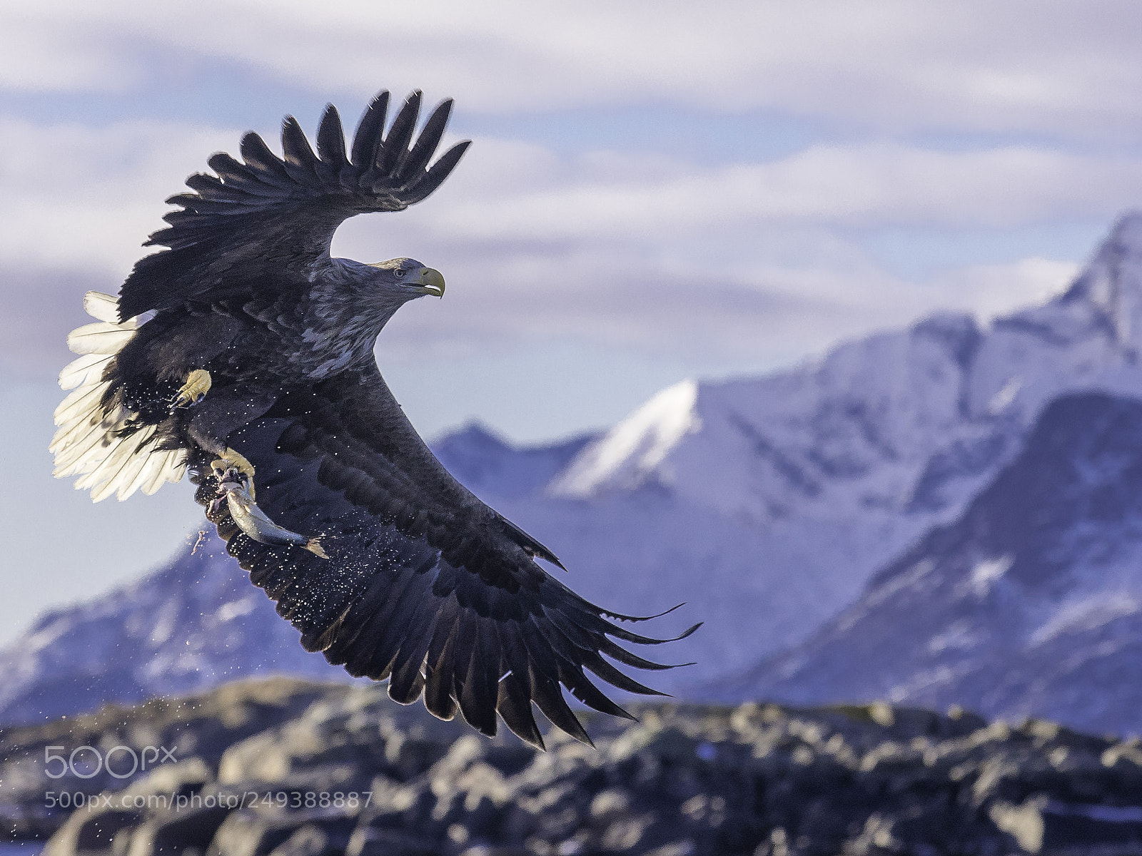 Canon EOS 5D Mark IV sample photo. Sea eagle at lofoten photography