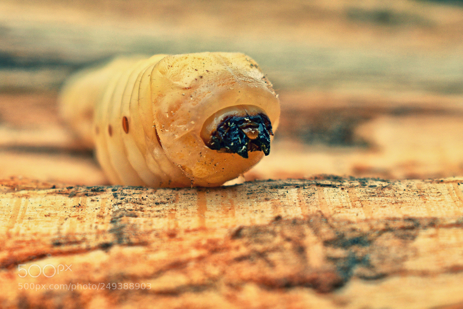 Nikon D3300 sample photo. Coleoptera - cerambyx scopolii photography