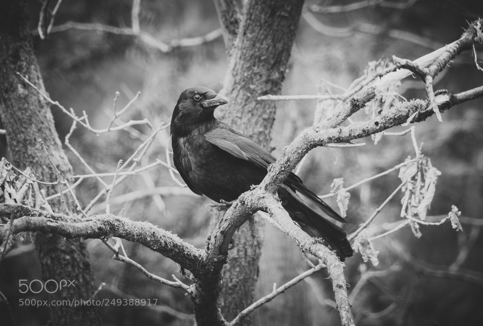 Nikon D90 sample photo. The crow photography