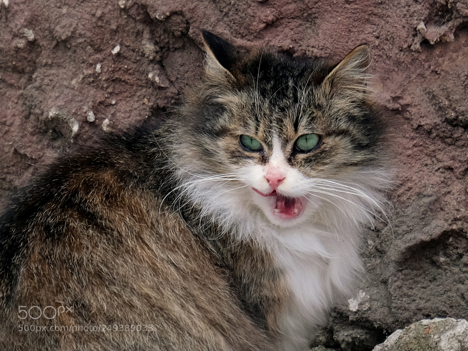 Fujifilm X-T20 sample photo. Cat lick after a photography