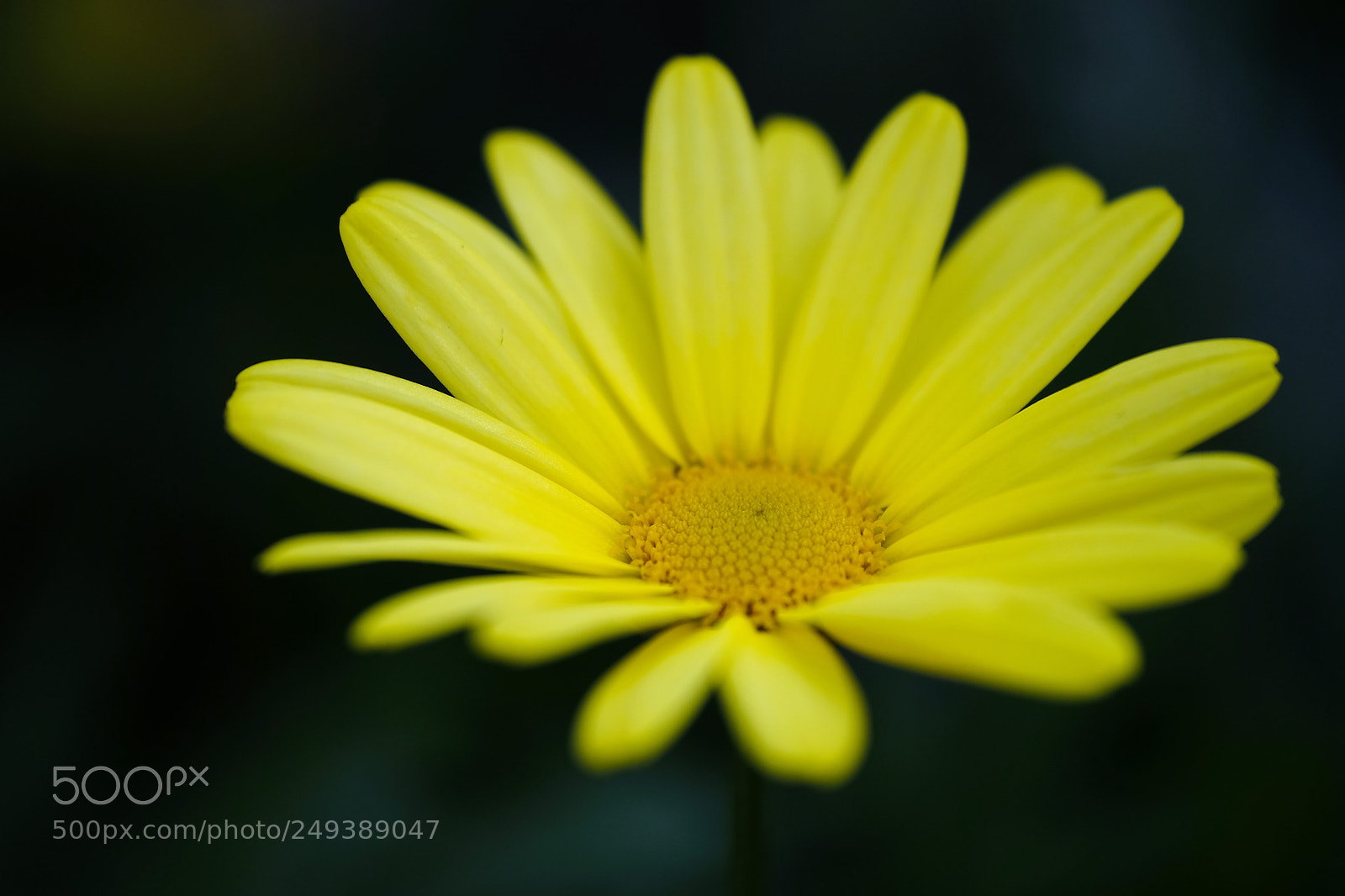 Fujifilm X-T2 sample photo. Gerbera photography