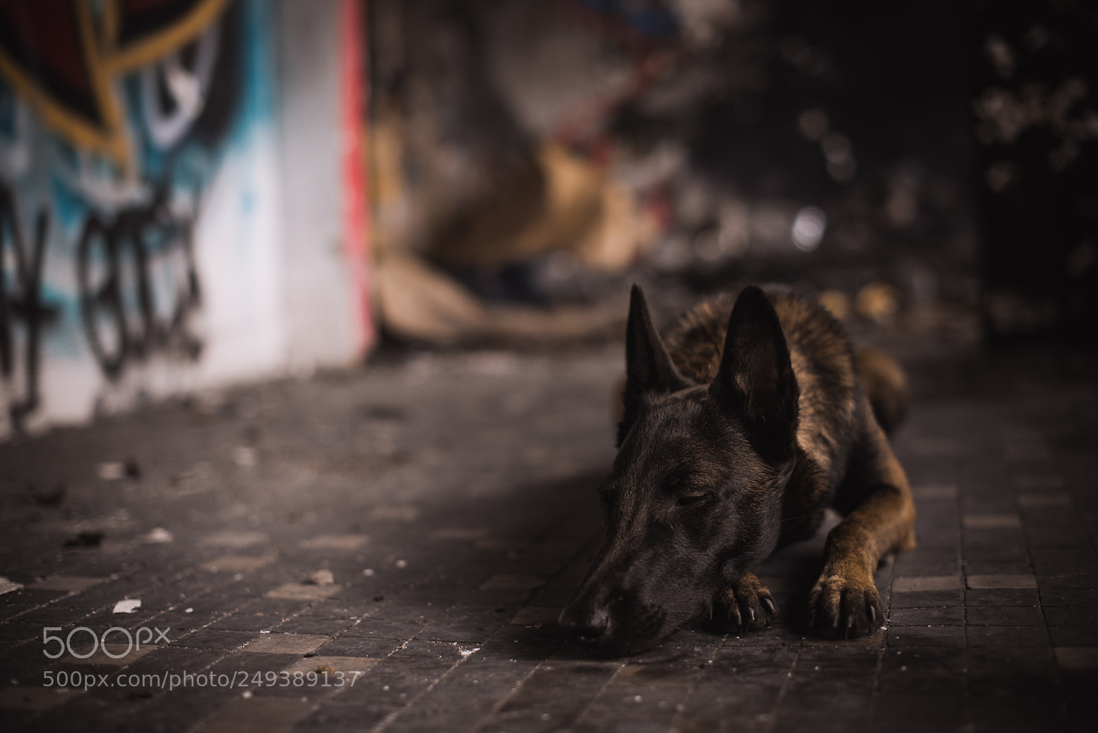 Nikon D610 sample photo. Nox photography