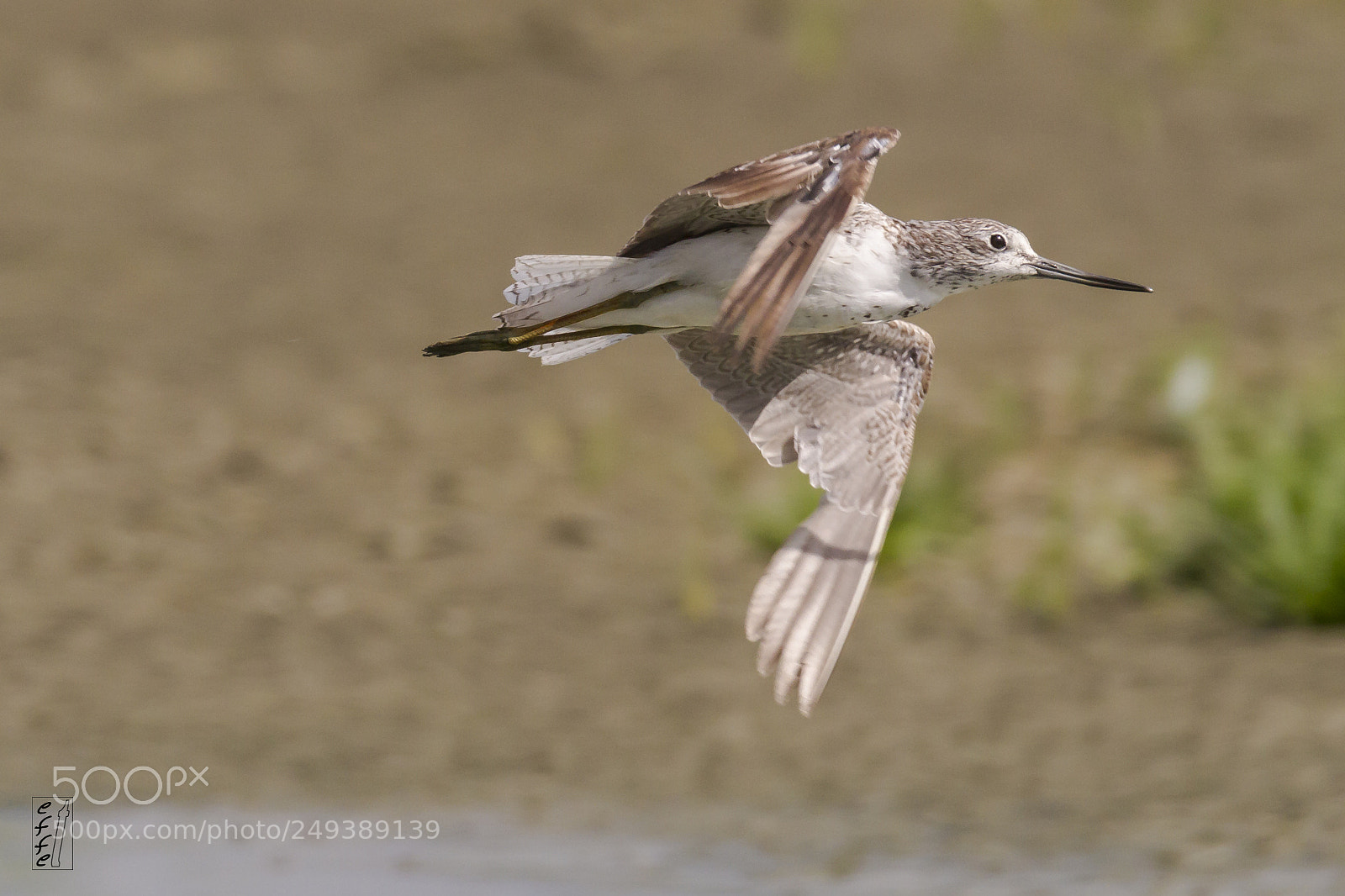 Canon EOS 7D sample photo. Greenshank photography