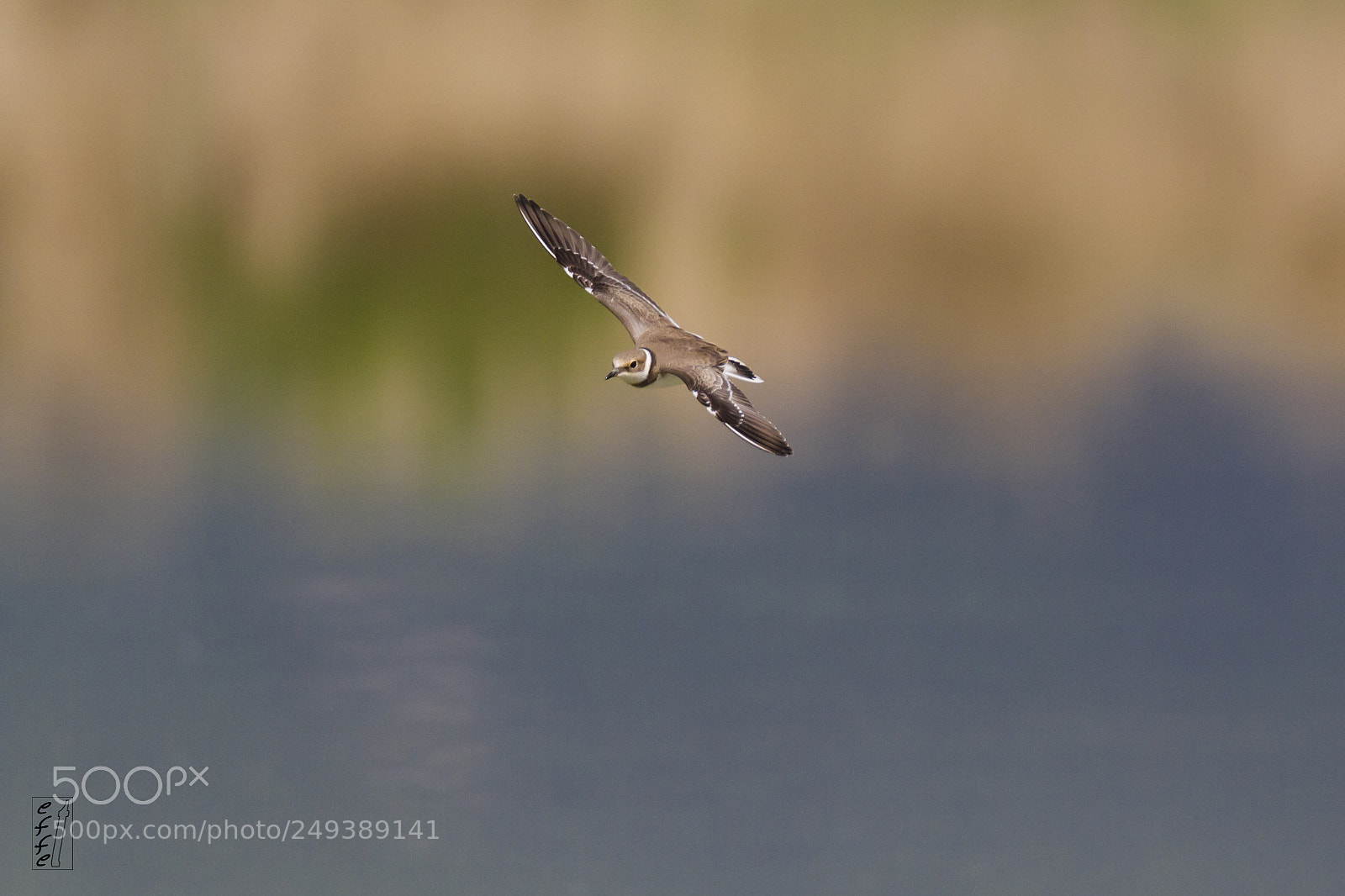 Canon EOS 7D sample photo. Little ringed plover photography
