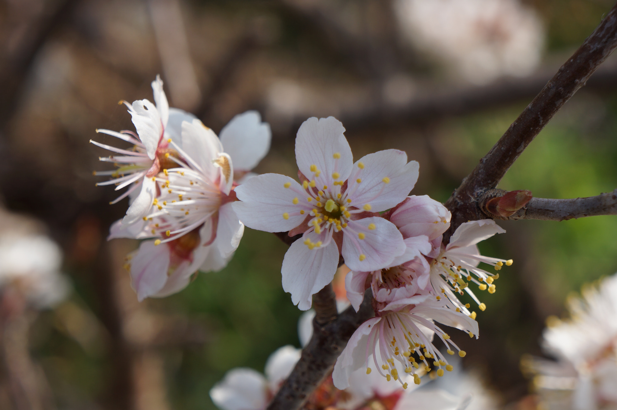 Sony E 18-55mm F3.5-5.6 OSS sample photo. Cherry blossam photography