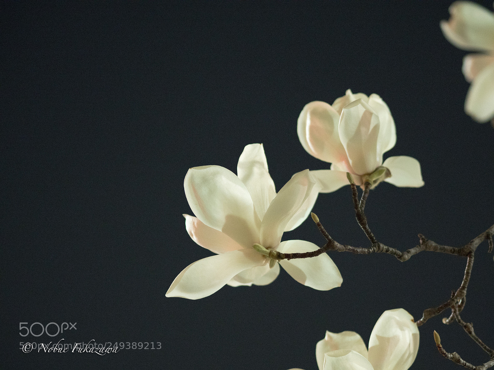 Olympus OM-D E-M1 Mark II sample photo. Magnolia at night photography