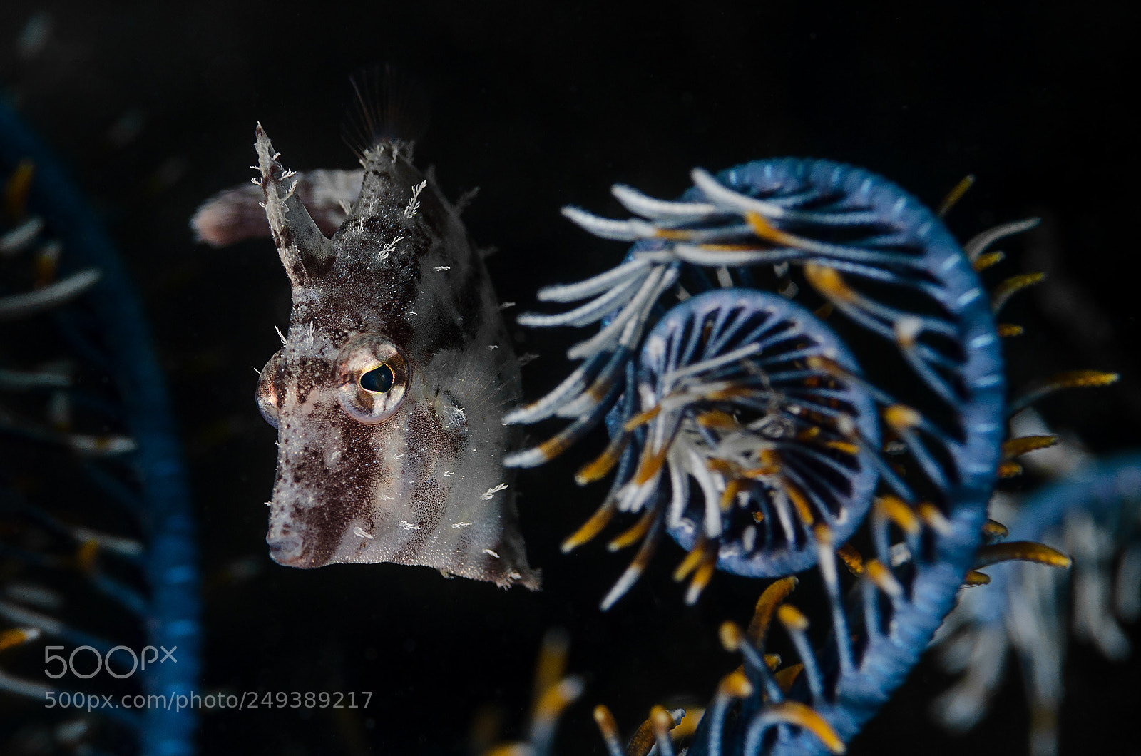 Nikon D7000 sample photo. Slender filefish photography