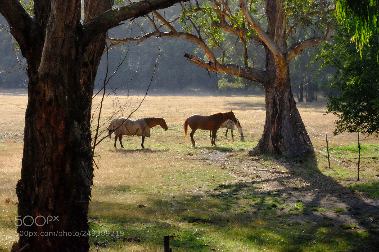 Fujifilm X-T1 sample photo. Early morning sunlight photography