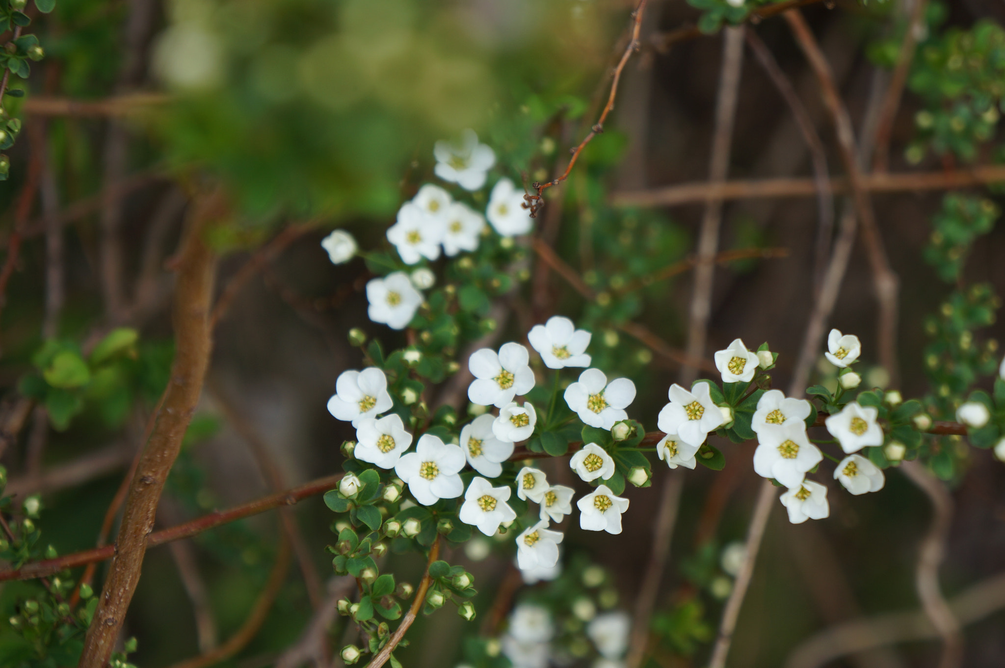 Sony Alpha NEX-7 + Sony E 18-55mm F3.5-5.6 OSS sample photo. Small small flowers photography