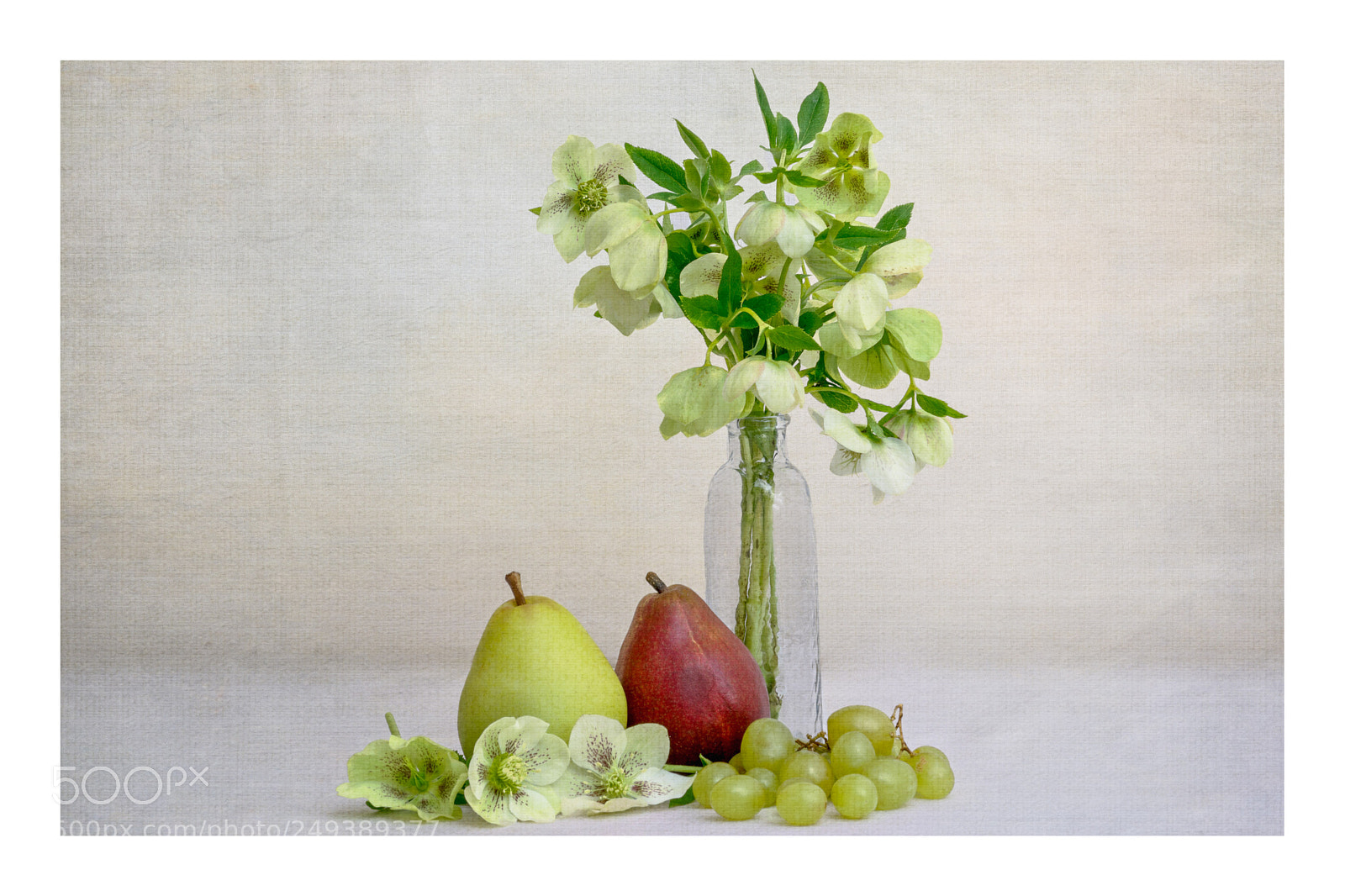 Sony a7R II sample photo. Lenten roses photography