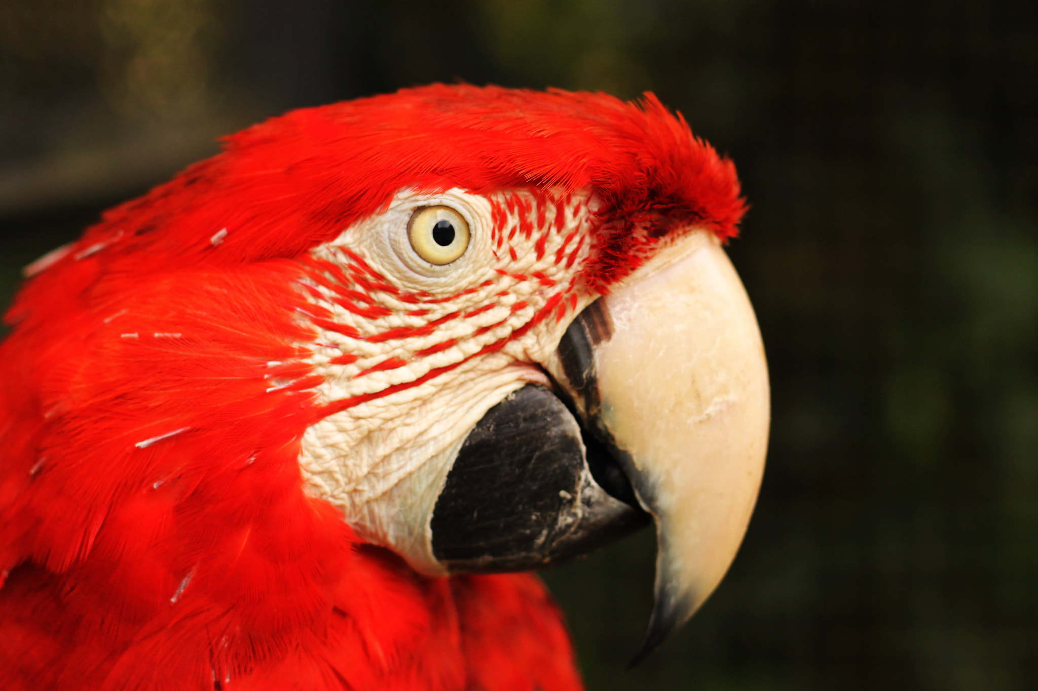 Canon EOS 1100D (EOS Rebel T3 / EOS Kiss X50) sample photo. Red-and-green macaw photography